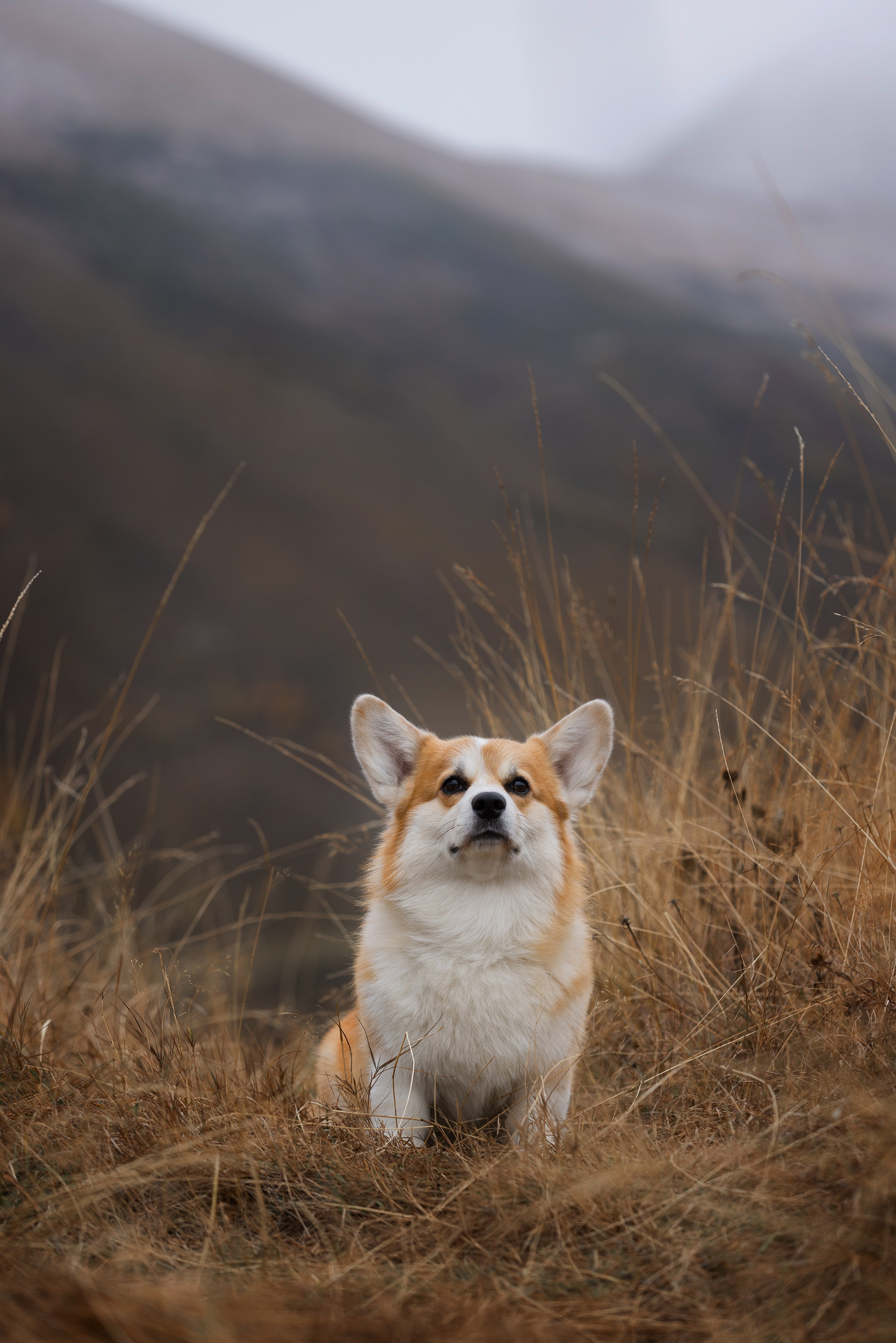 Собаки и не только. Фотограф Алена Звездина