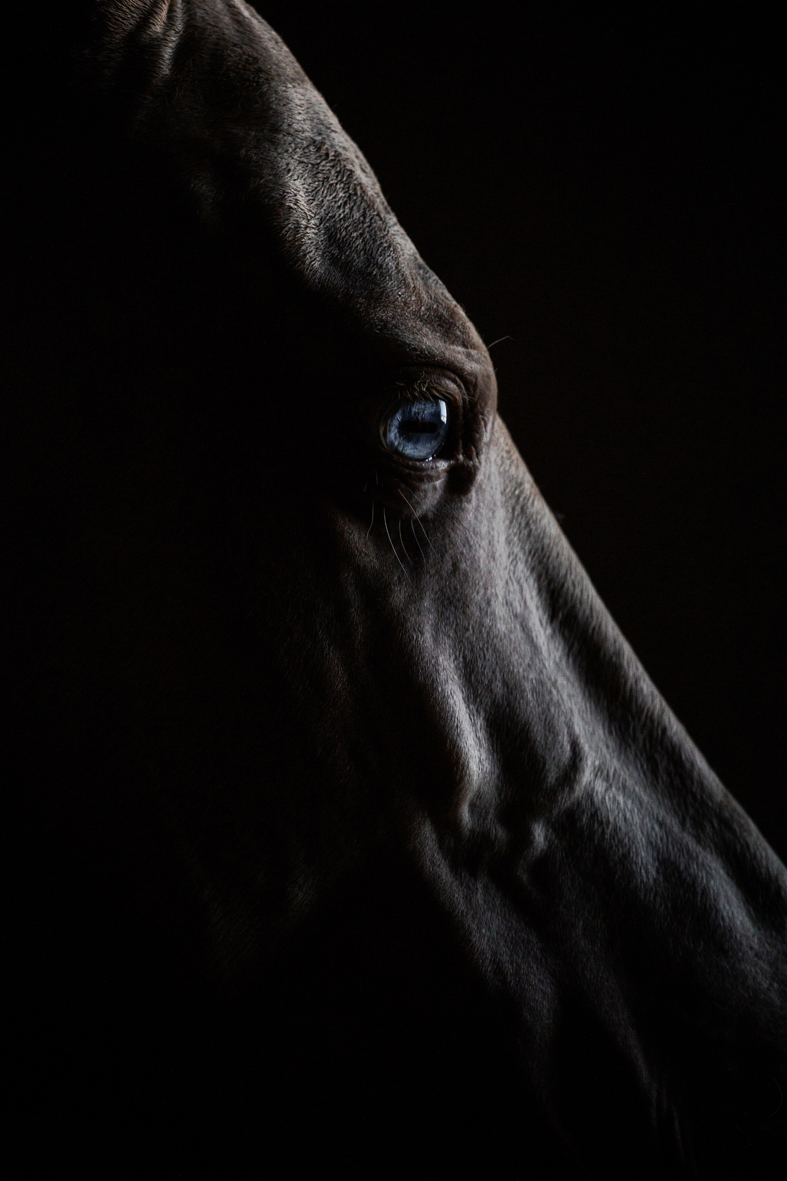 Akhalteke. Фотограф-анималист Ксендзова Кристина