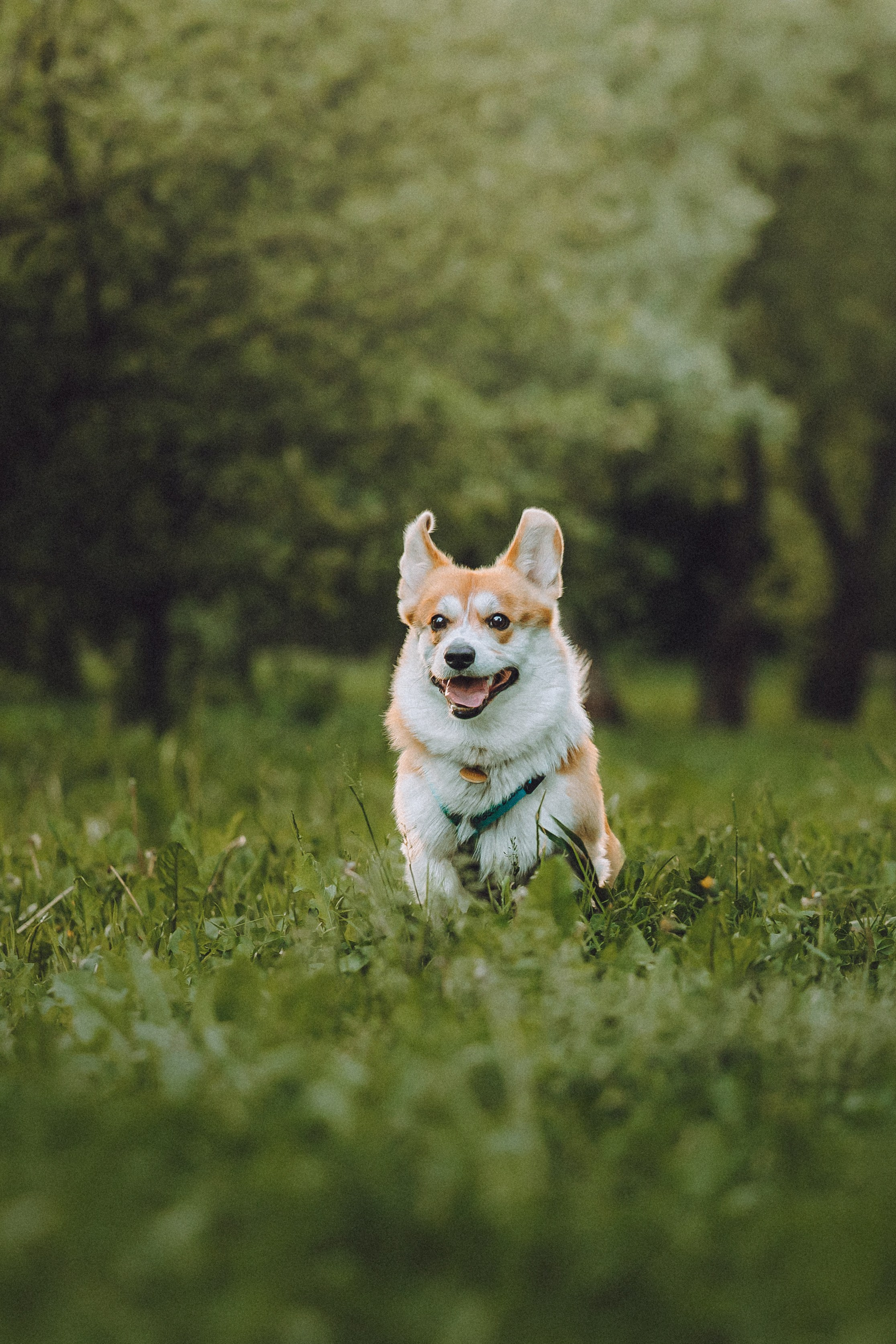Вирджик и его семья