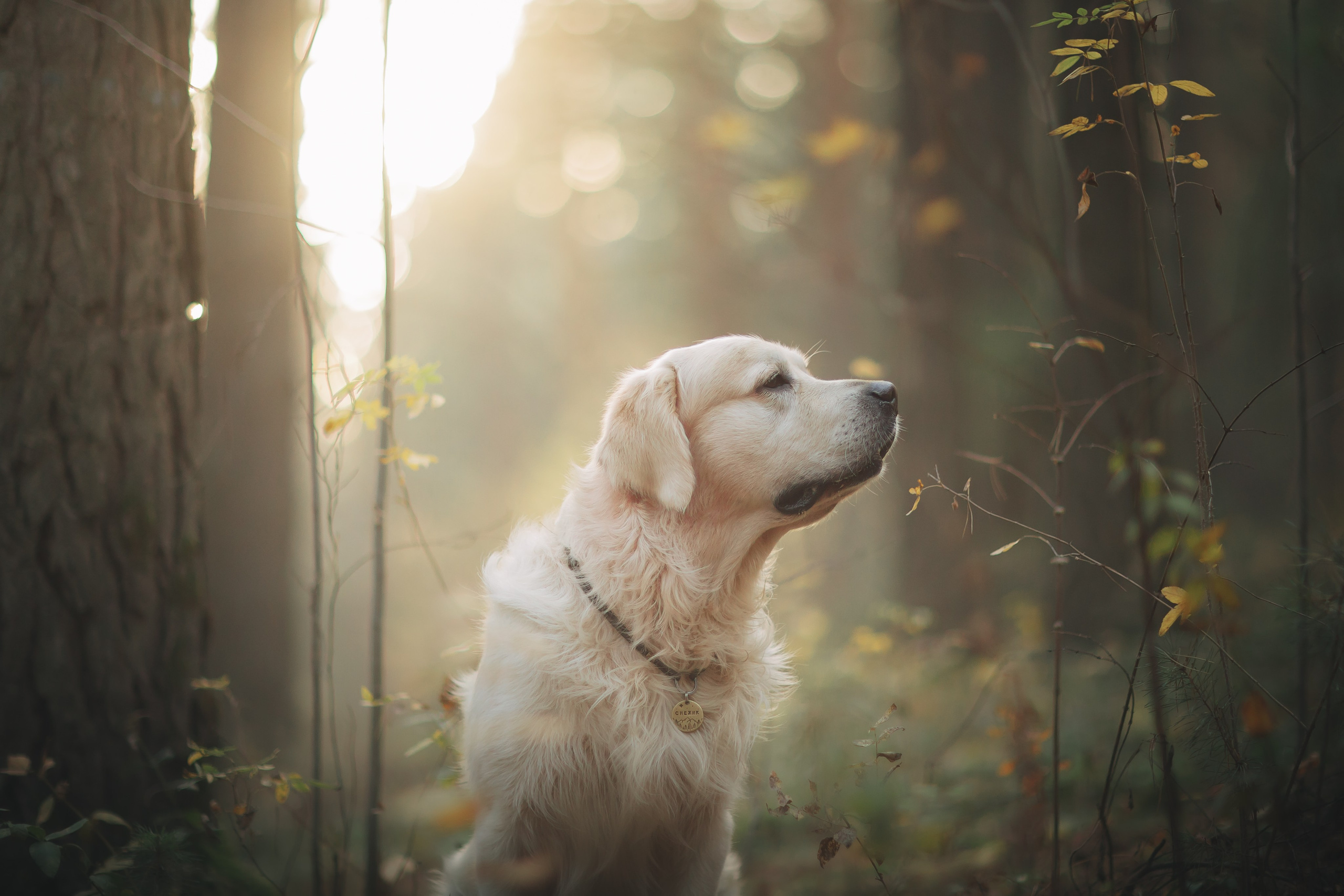 Снежик и Веста. Свадебный и женский фотограф