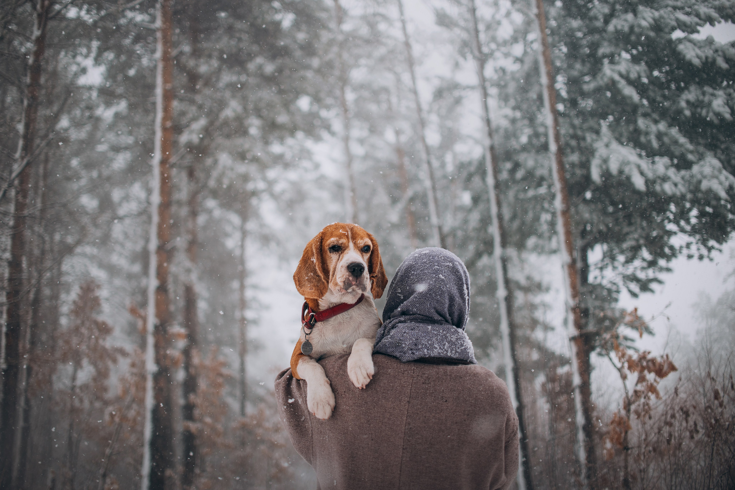 Прогулка с собаками: бигли и Лена. Портфолио