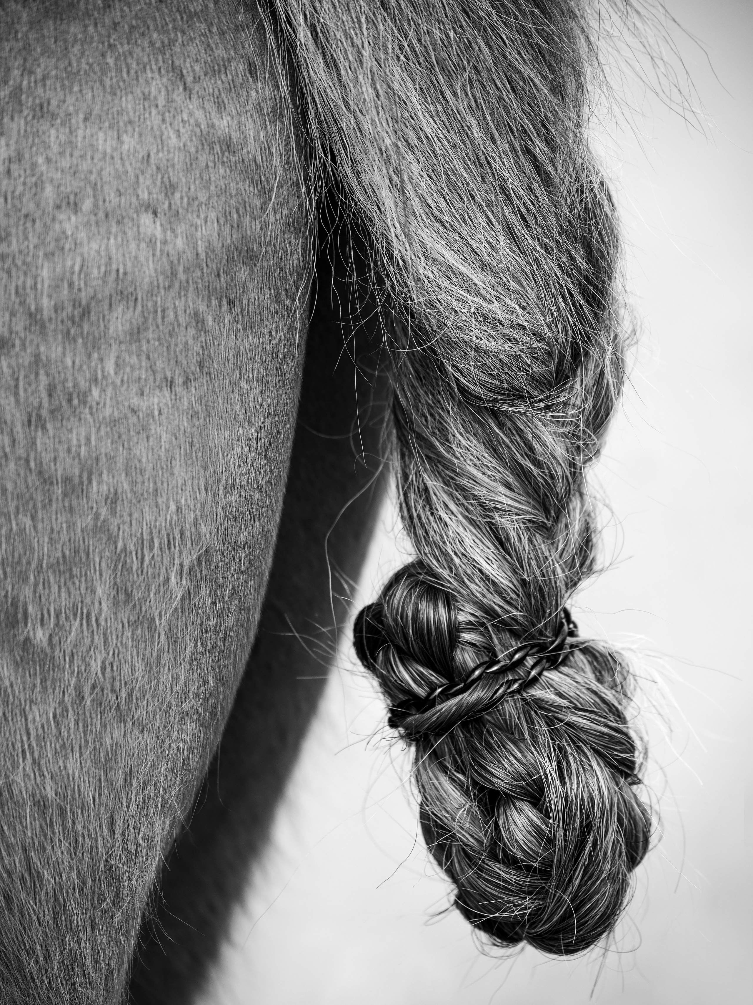 Портрет лошади, лошадь, конь, фото лошади, фотография лошади, конный фотограф, съемка лошадей, фотограф лошадей, конная фотография, конный фотограф, конный фотограф в спб, профессиональный фотограф спб, фотограф спб, ахалтекинец, рысак, спортивная лошадь, конный клуб, фотосессия с лошадьми, тракененская лошадь, тяжеловоз, лошадь, хвост коня, конский волос, хвост лошади