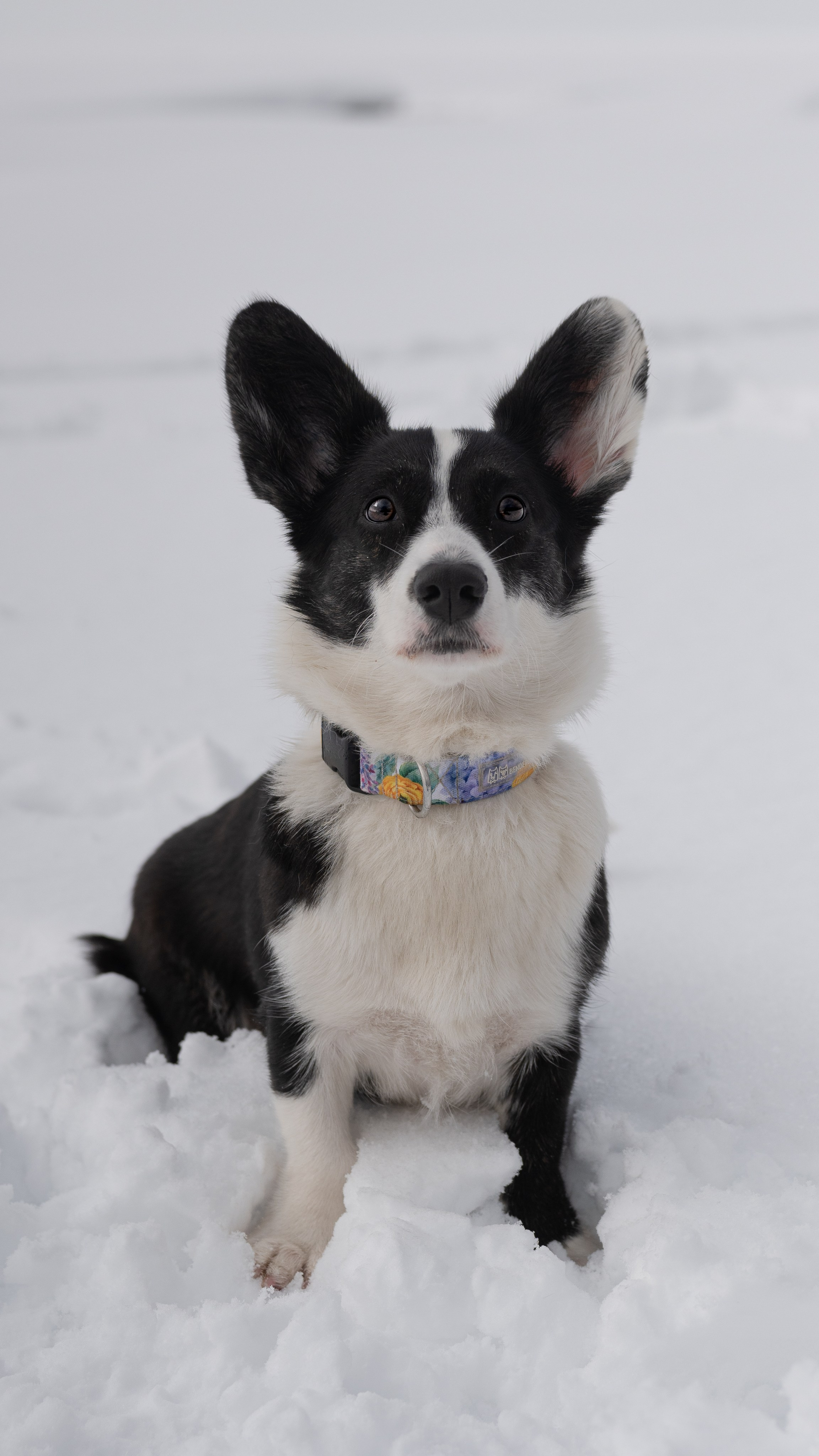Вы и ваши питомцы. Фотограф в Санкт-Петербурге Александра Ладыгина