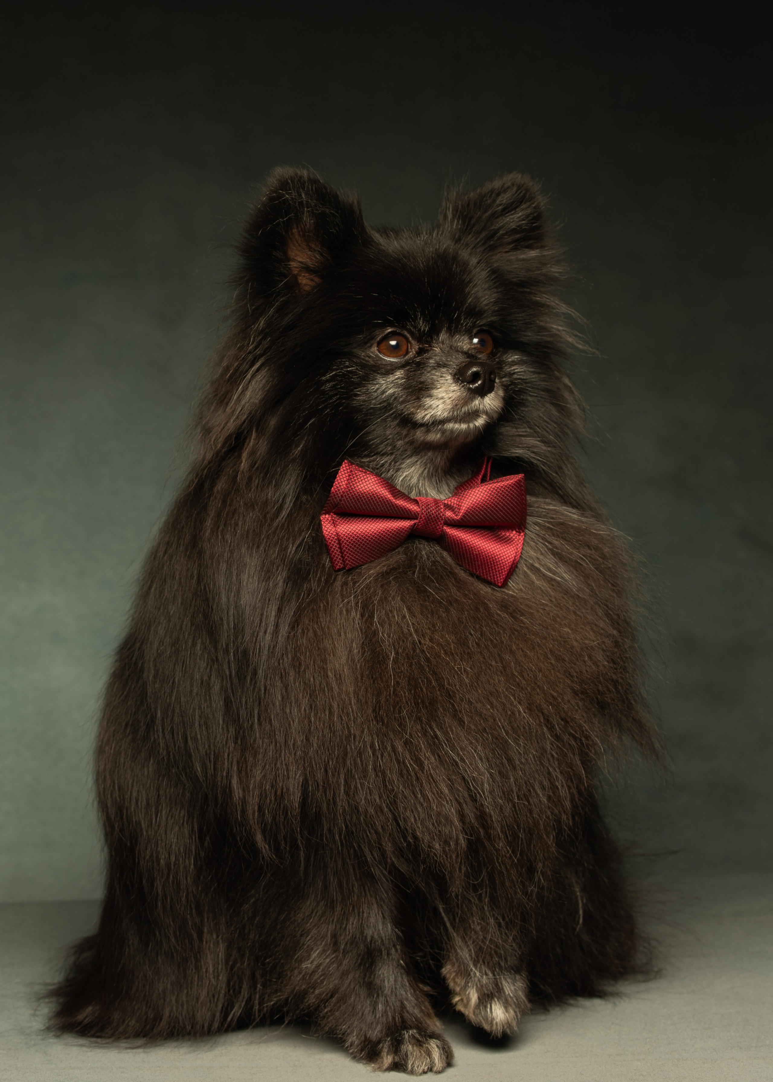 Съёмка домашних питомцев. Фото & Видео студия XIMIYA