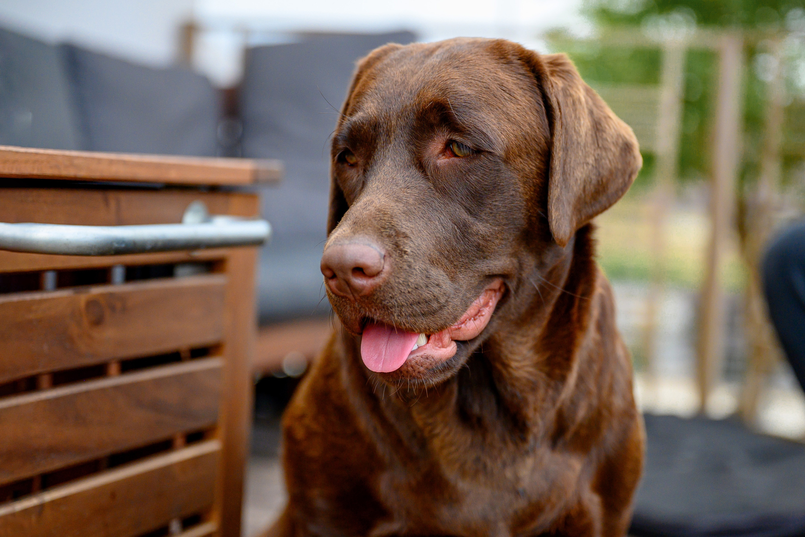 Спаниель и Лабрадоры. Bazarkom-photo.ru Фотограф Виктор Оськин в Старом Осколе