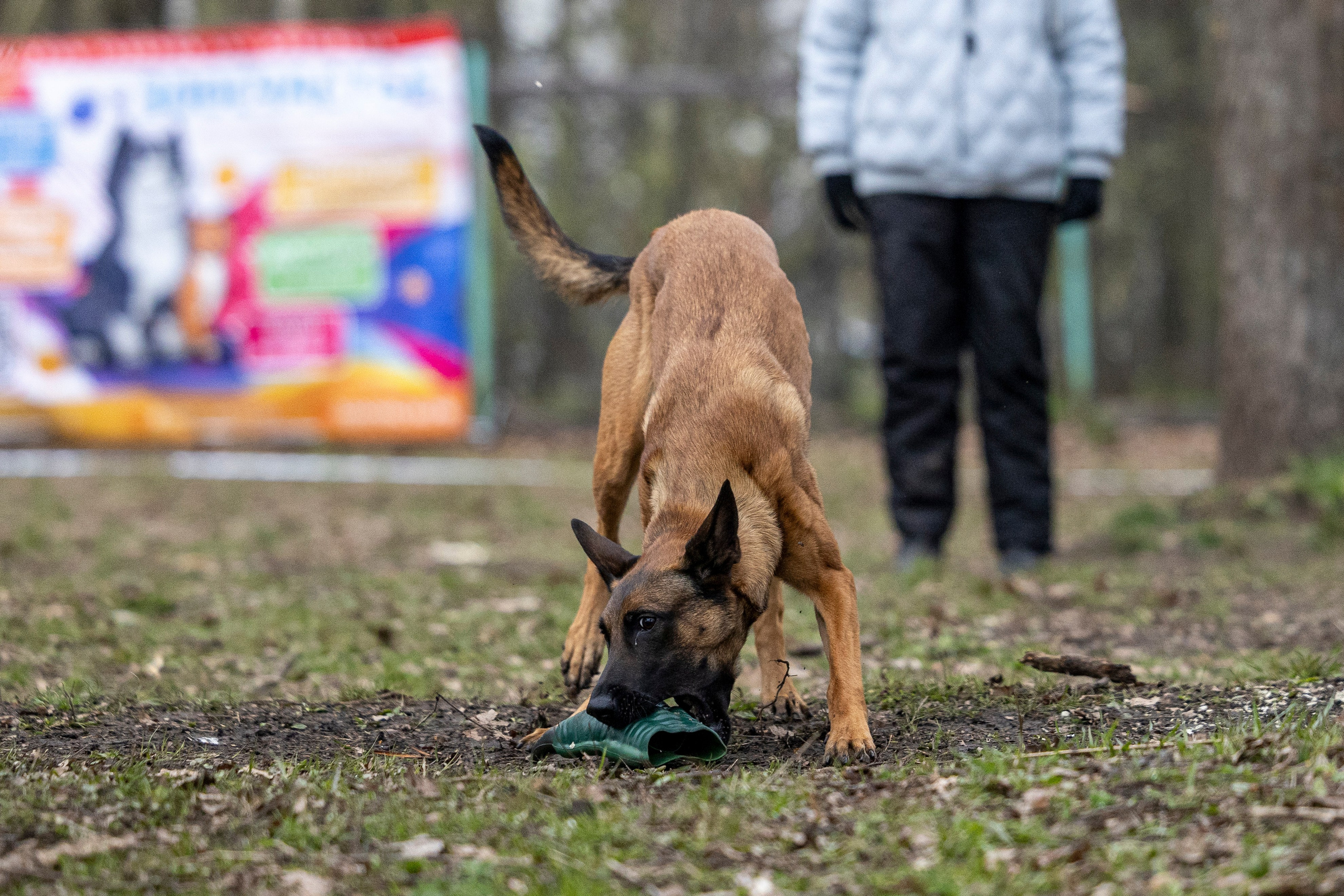 Квалификационные состязания по мондьорингу г. Вологда 11.05.24. Фотограф-анималист Анна Маринич