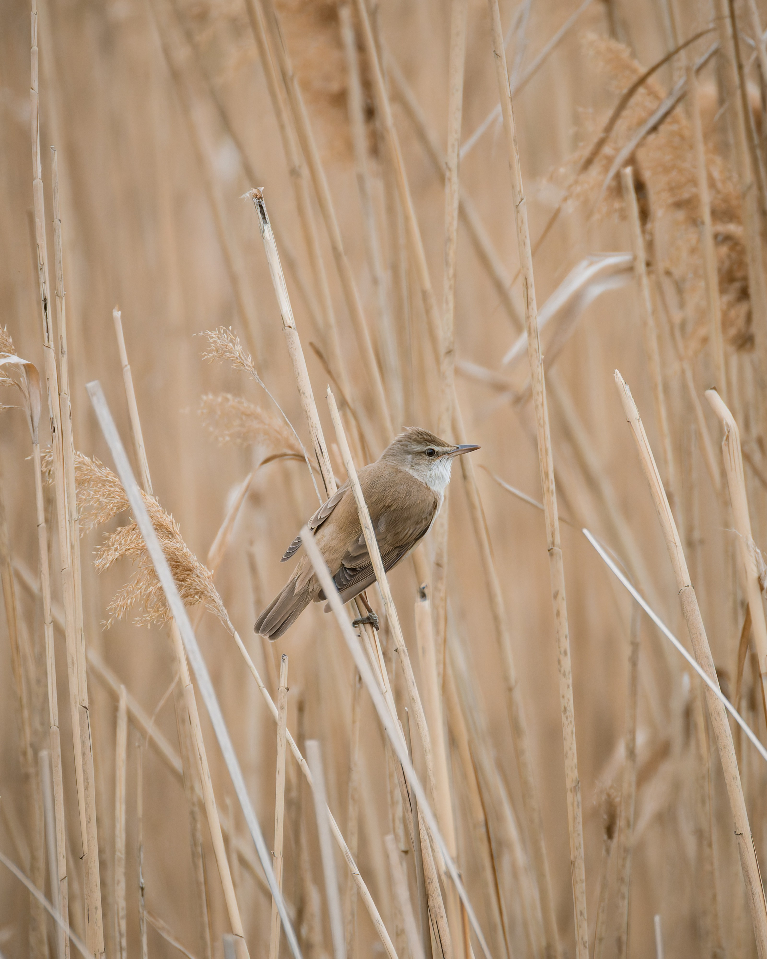 Lipetsk 2025. Anton Chernov | Wildlife photographer