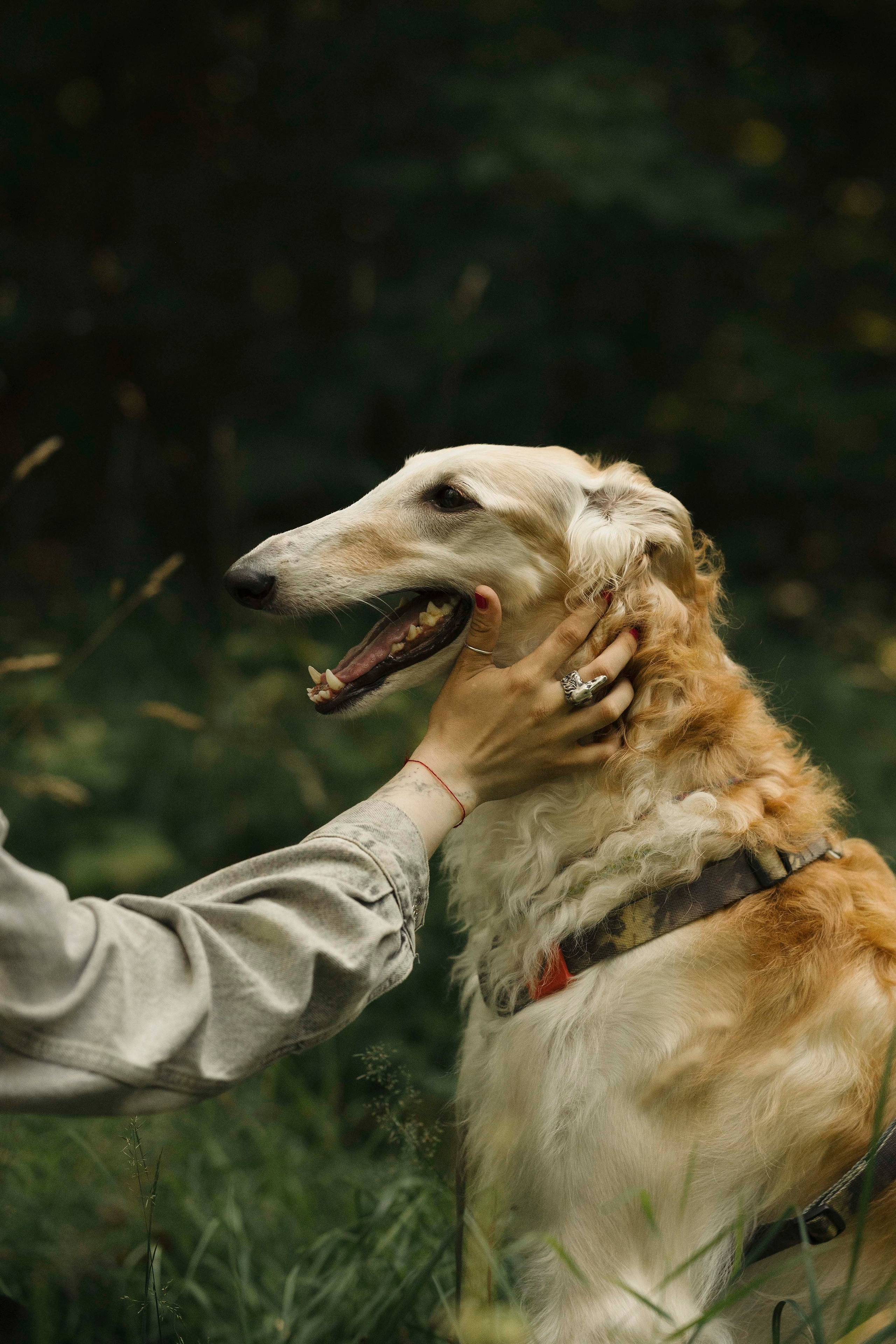 Тайга. Фотограф- анималист Александра Матвеева