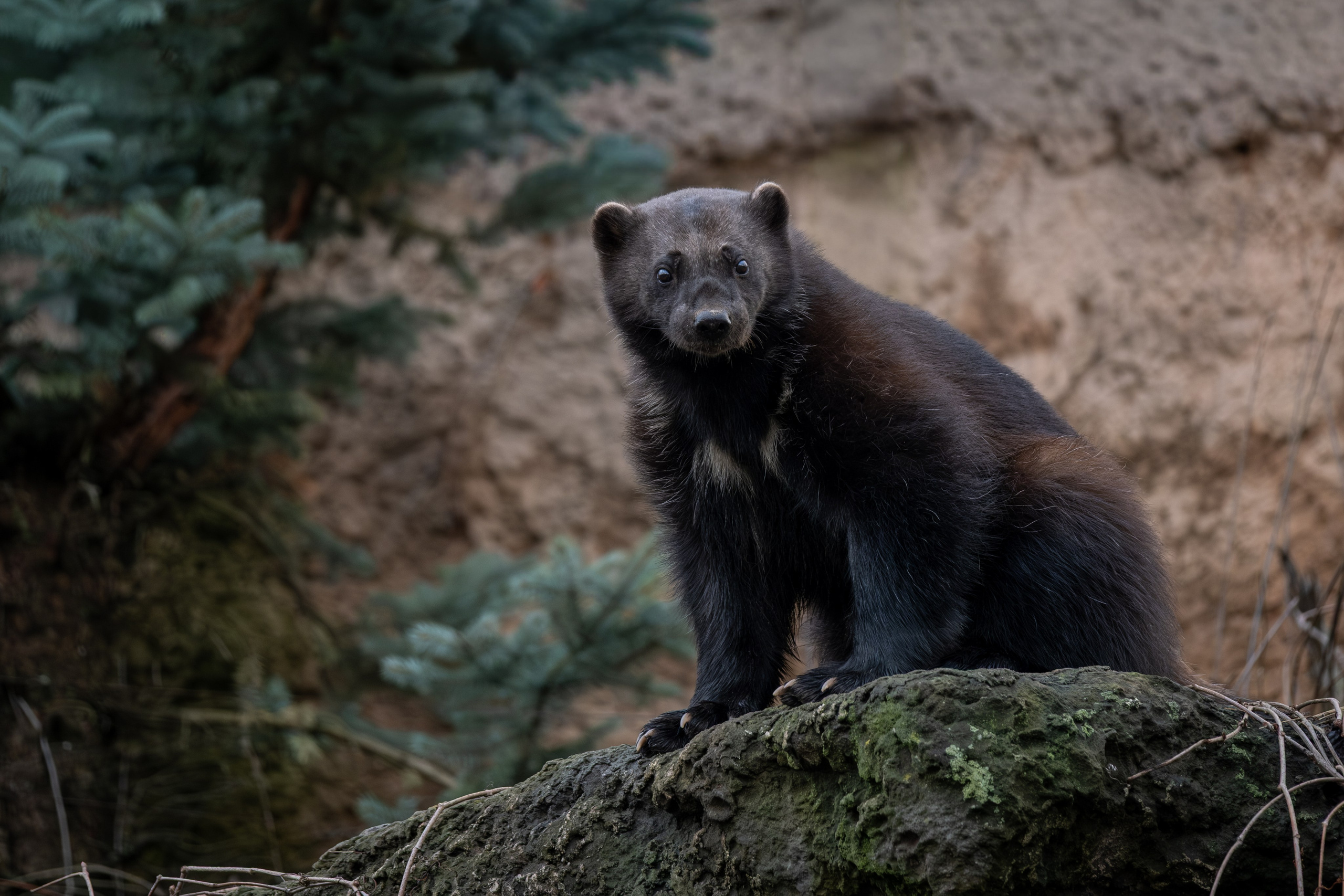 Росомаха Крендель и белый медведь