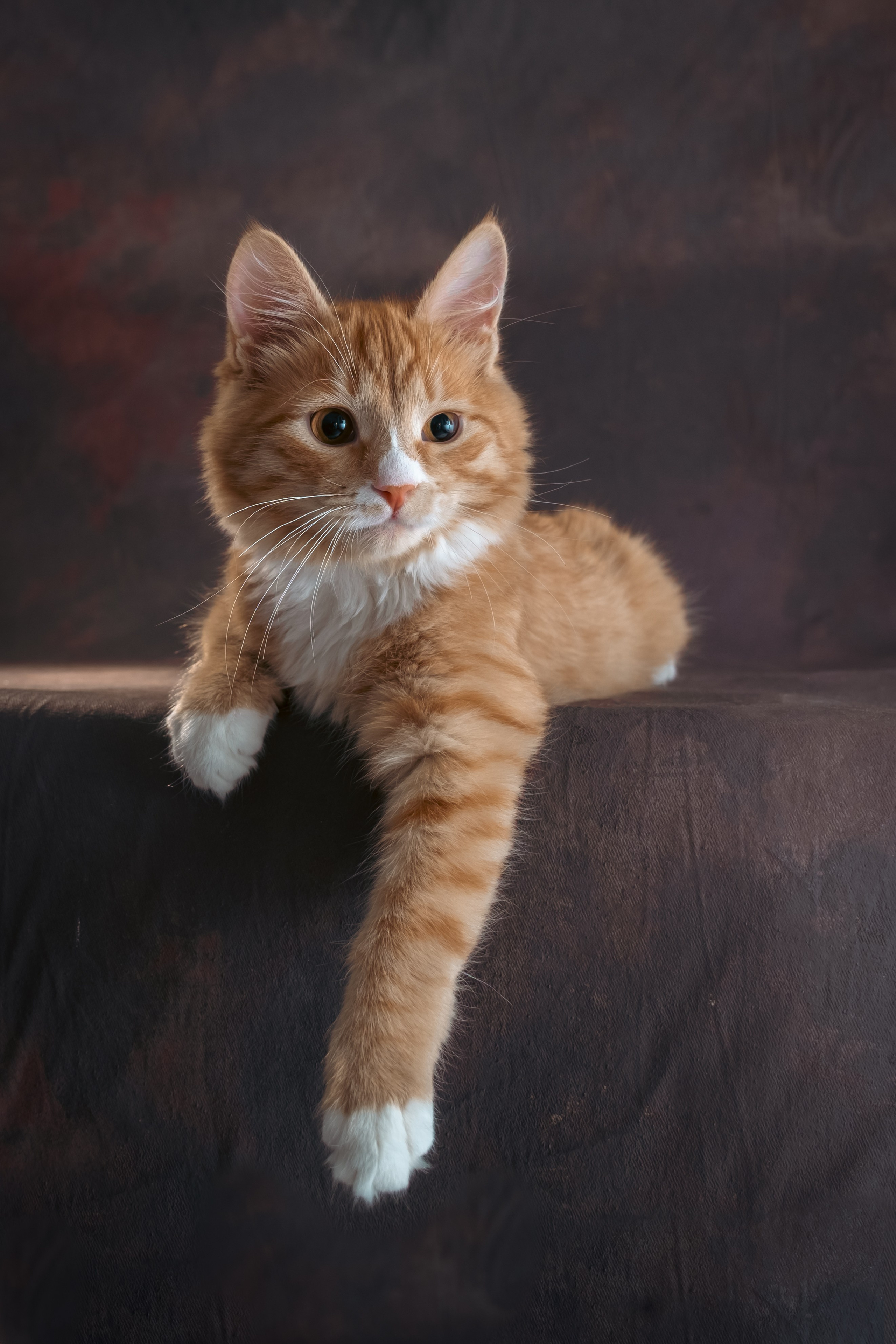 Котенок Дарвин. Зоофотограф, фотограф животных в Москве и области Дина Дамоцева