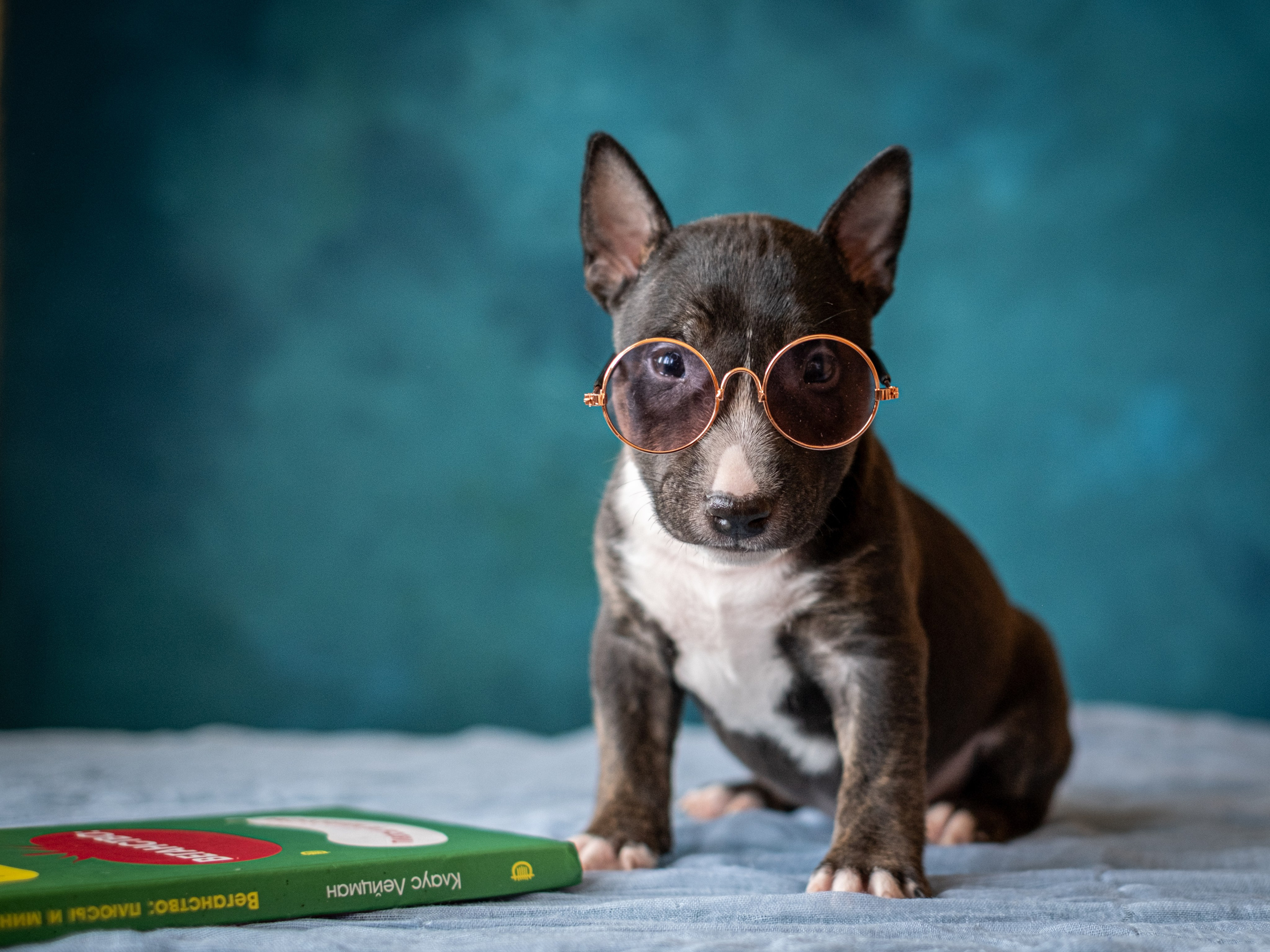 Сладкие булочки (МБТ — миниатюрный бультерьер) для Ильи). Зоофотограф, фотограф животных в Москве и области Дина Дамоцева