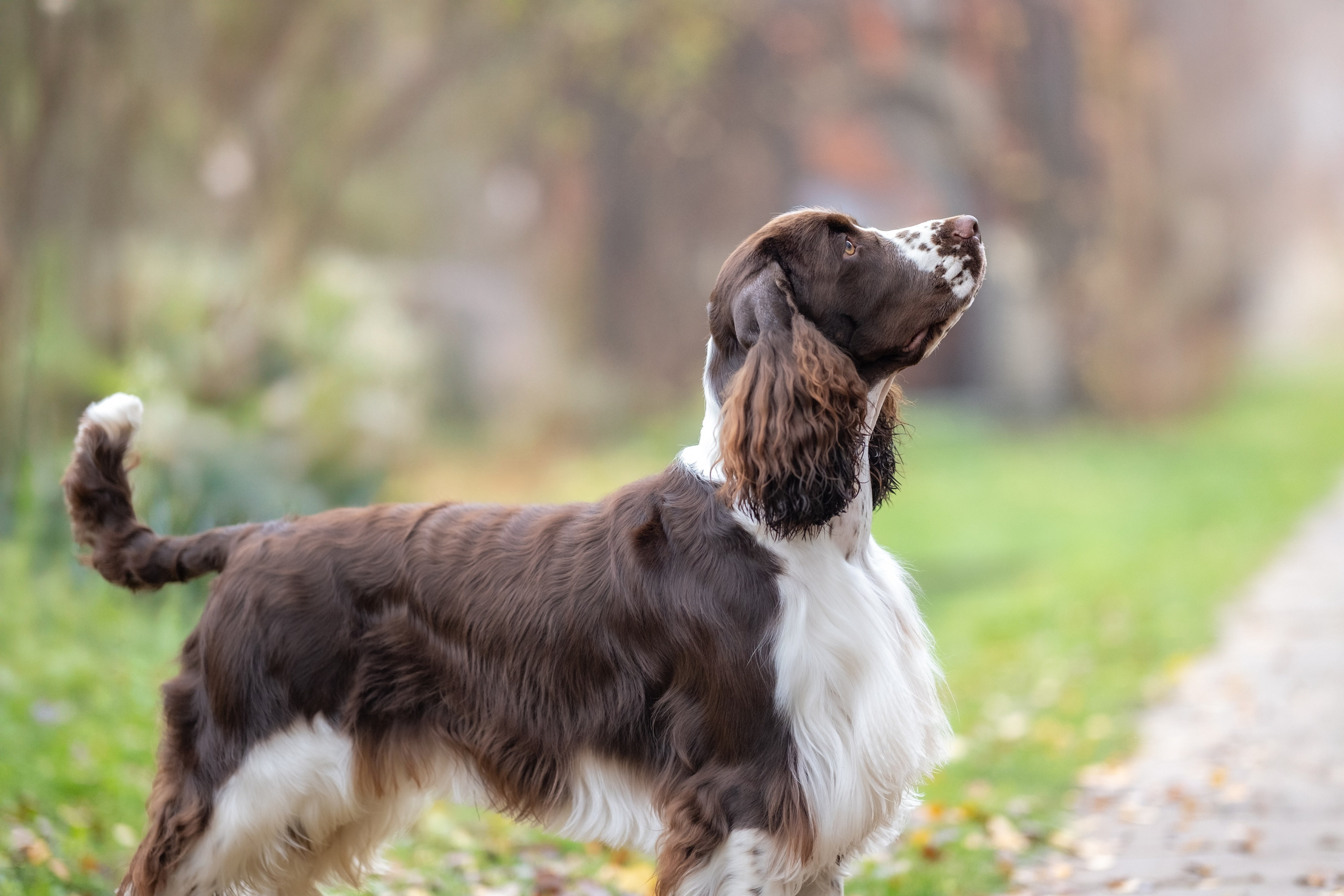 Дон для Натальи!. Зоофотограф, фотограф животных в Москве и области Дина Дамоцева