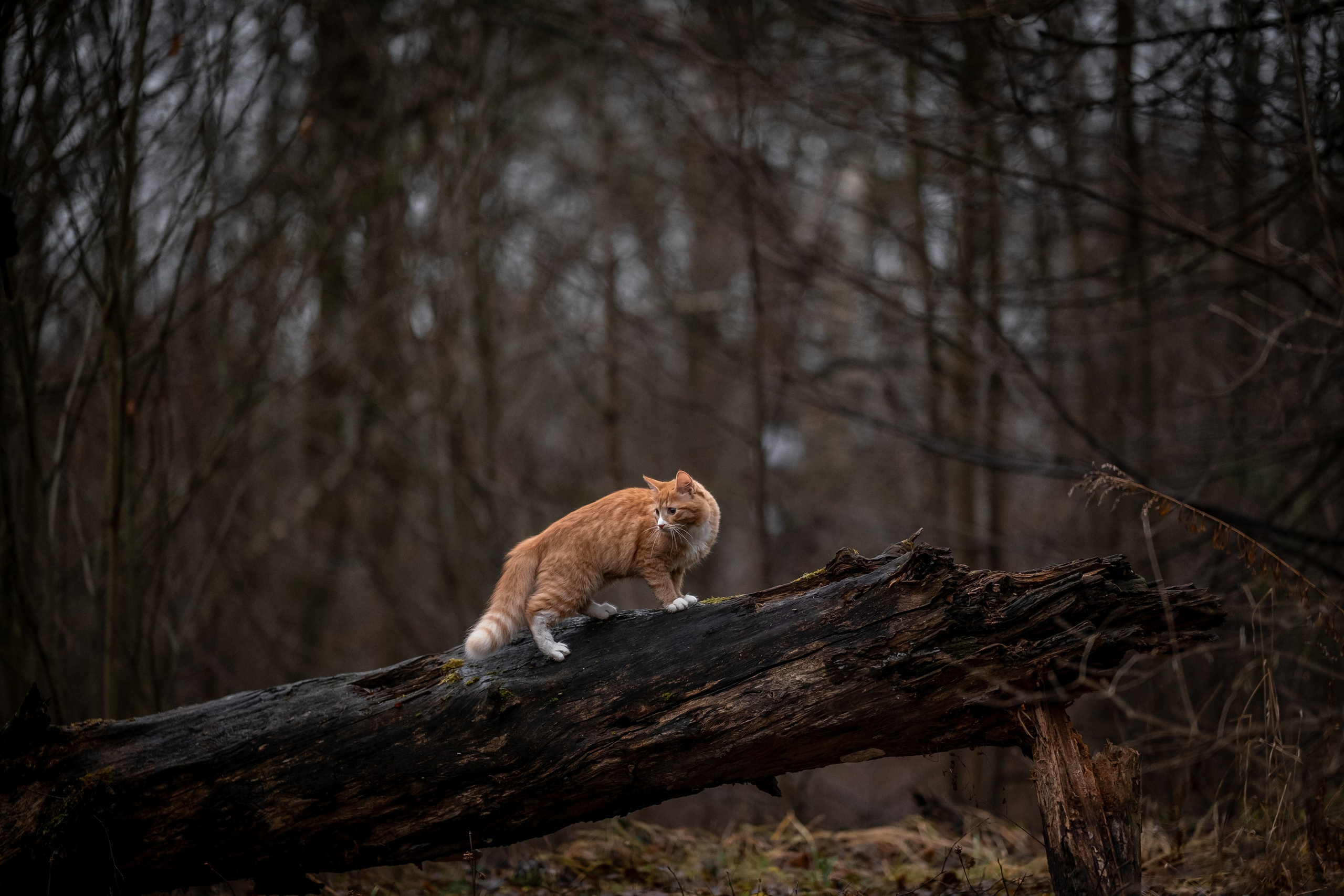 Котенок Дарвин на прогулке). Зоофотограф, фотограф животных в Москве и области Дина Дамоцева