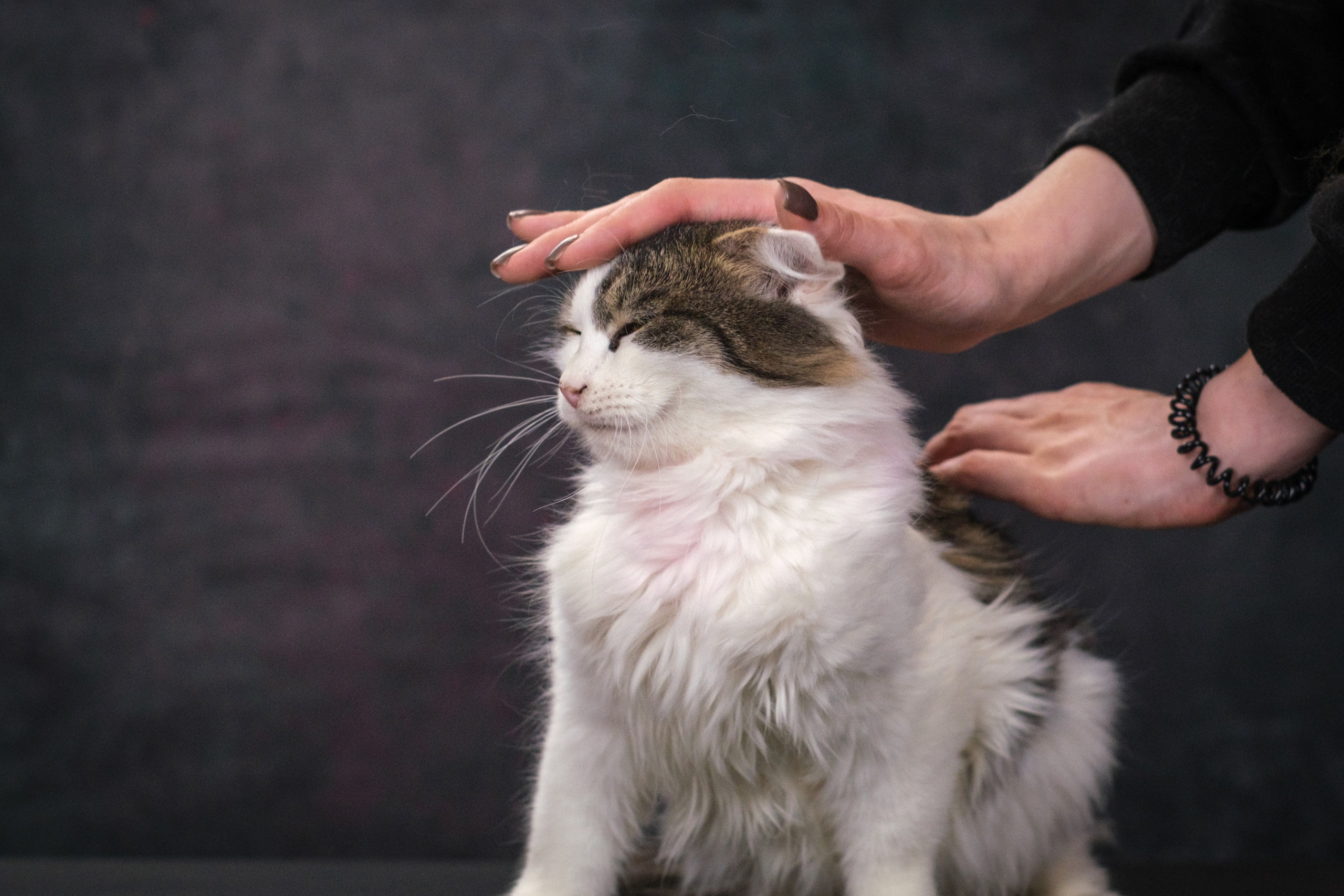 Котики Мурмурии). Зоофотограф, фотограф животных в Москве и области Дина Дамоцева