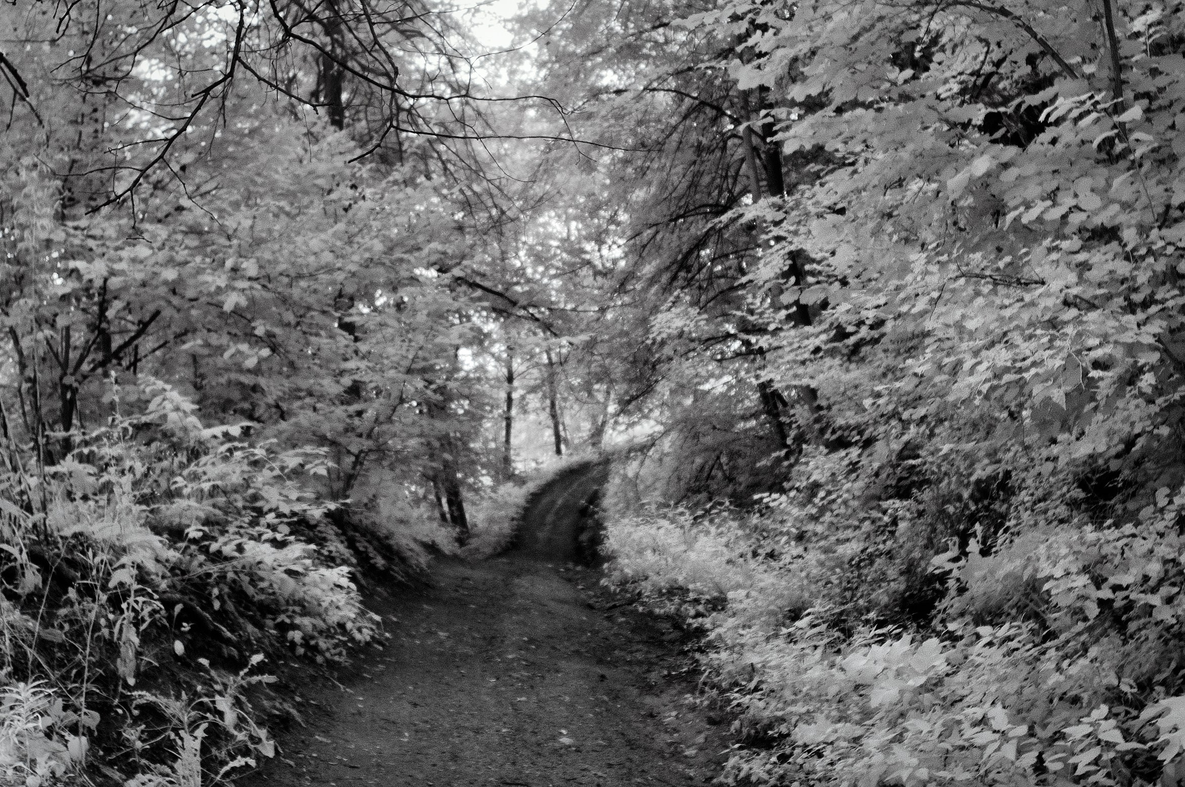 Infrared Photography. Solofilms