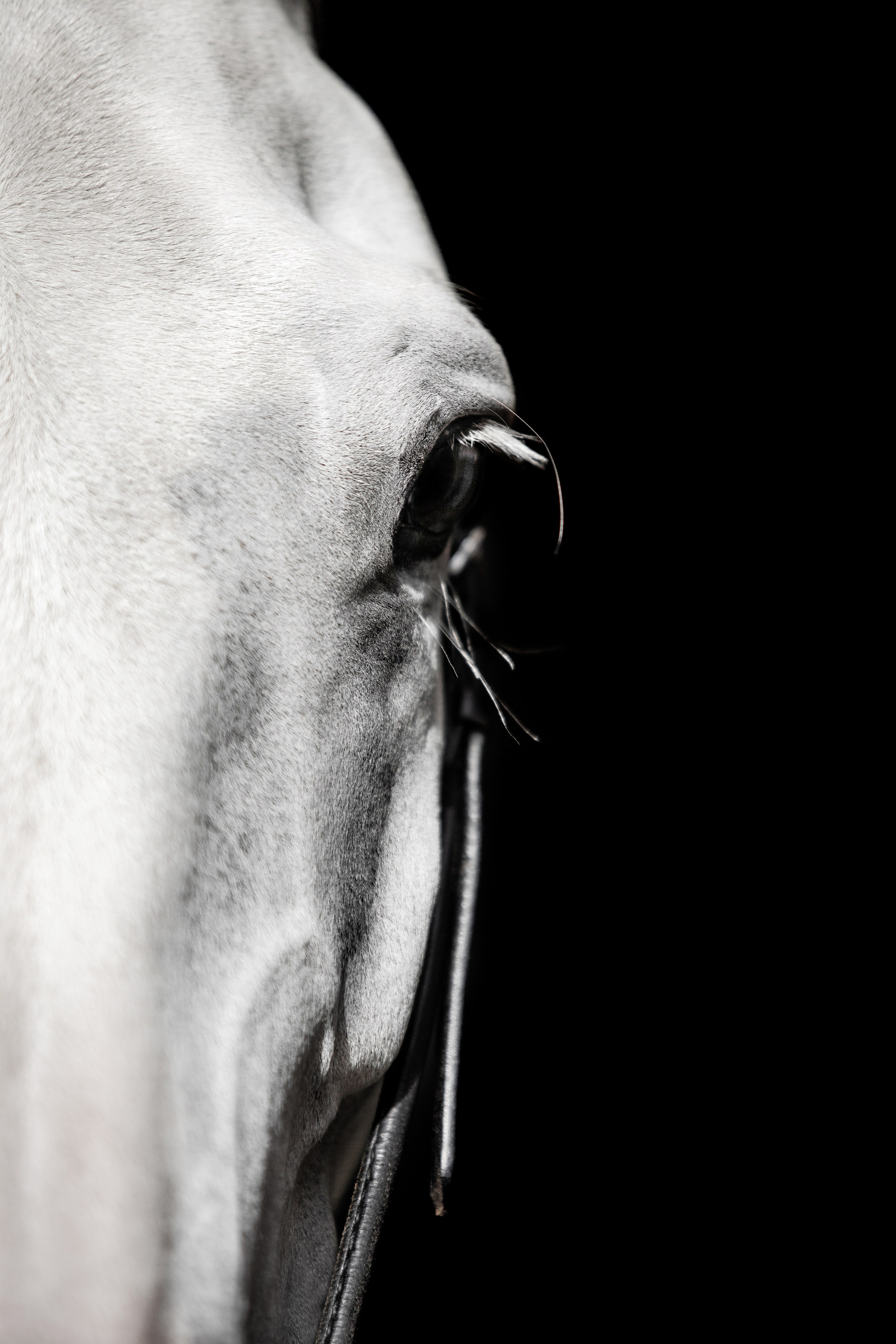 Конные портреты. Veronika Makeeva horse photo