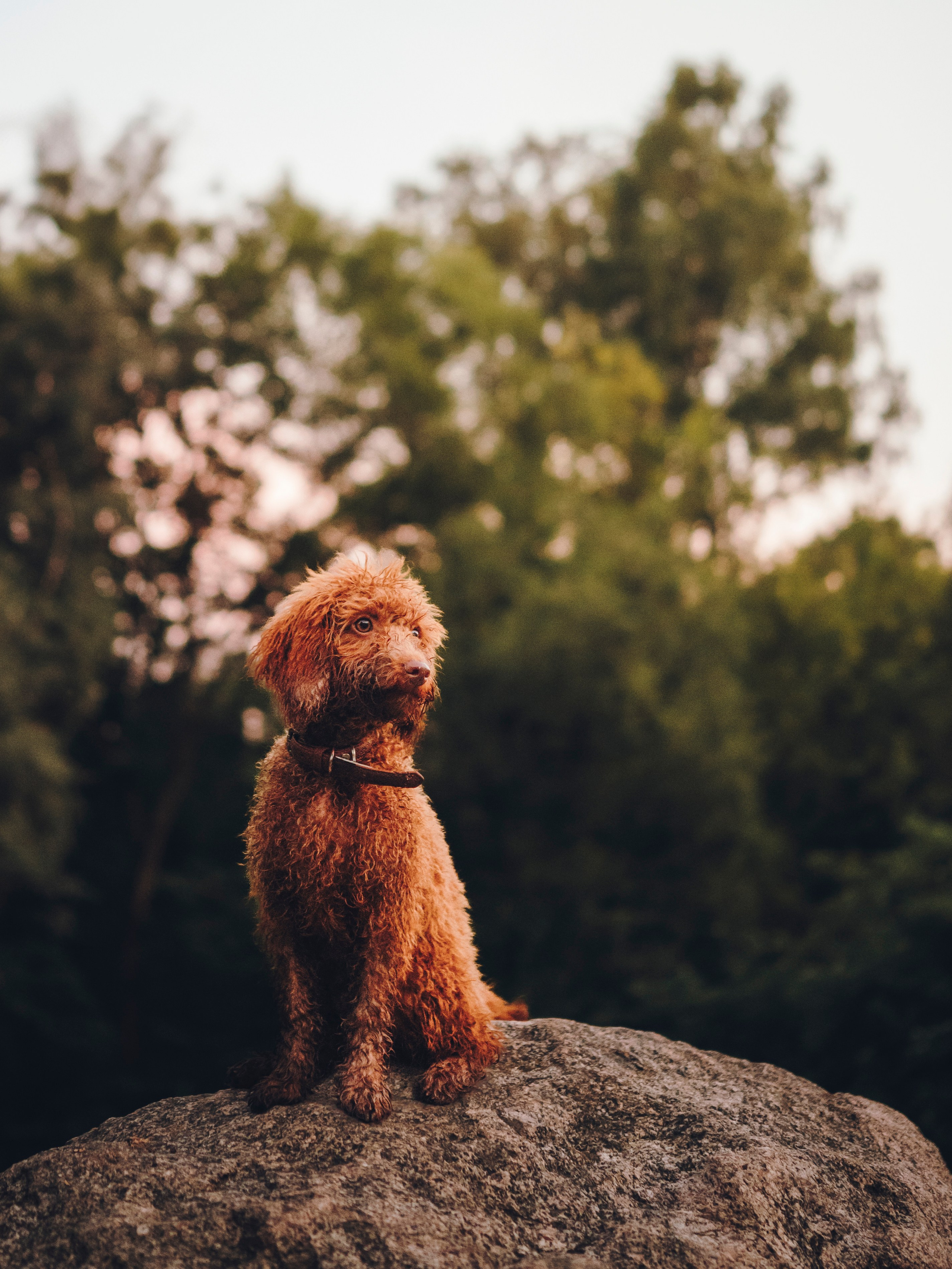 Марина, Тарас и Хагрид. Семейный фотограф анималист Ананьева Мария — Москва
