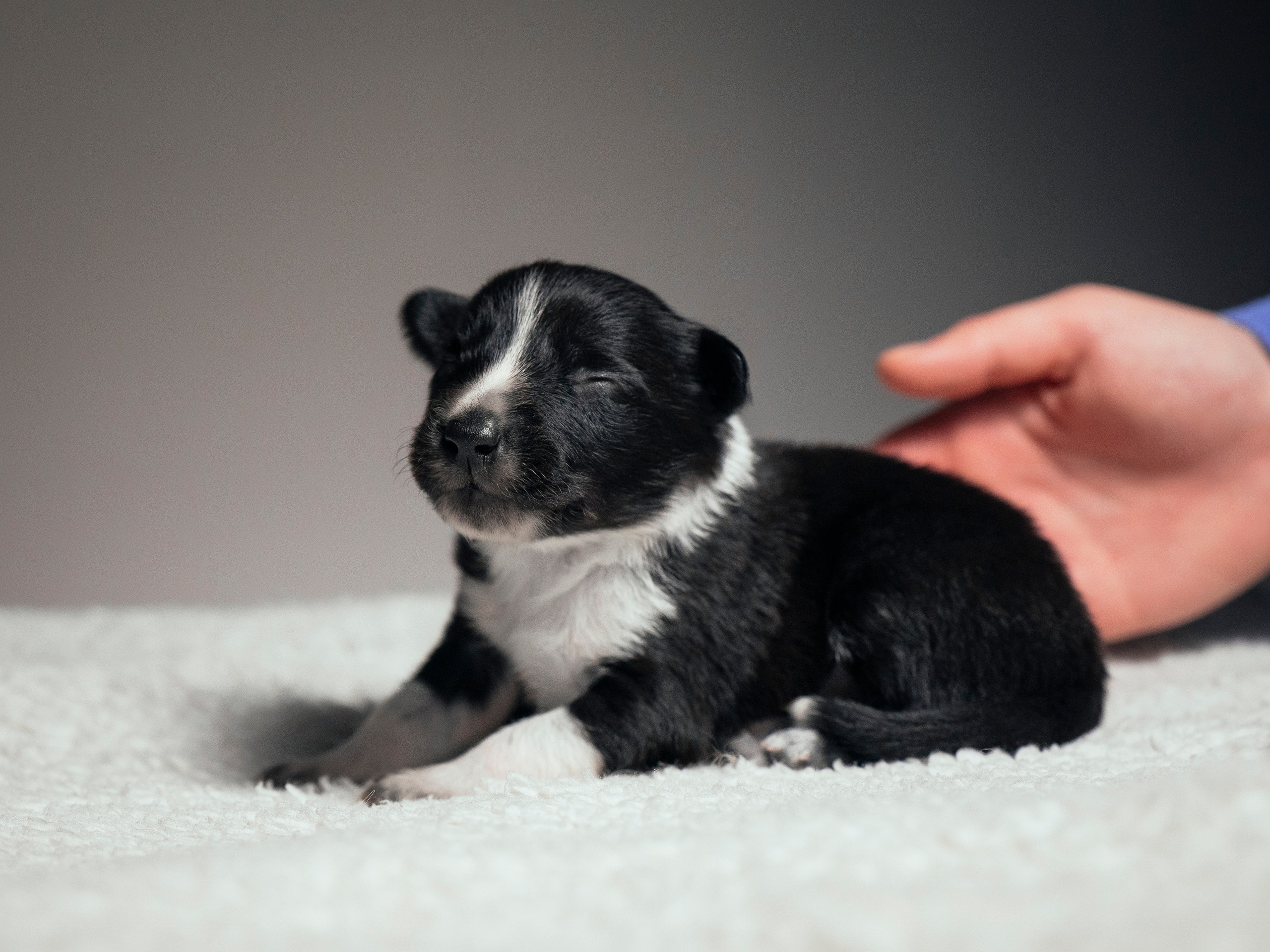 Бордер колли. Семейный фотограф анималист Ананьева Мария — Москва