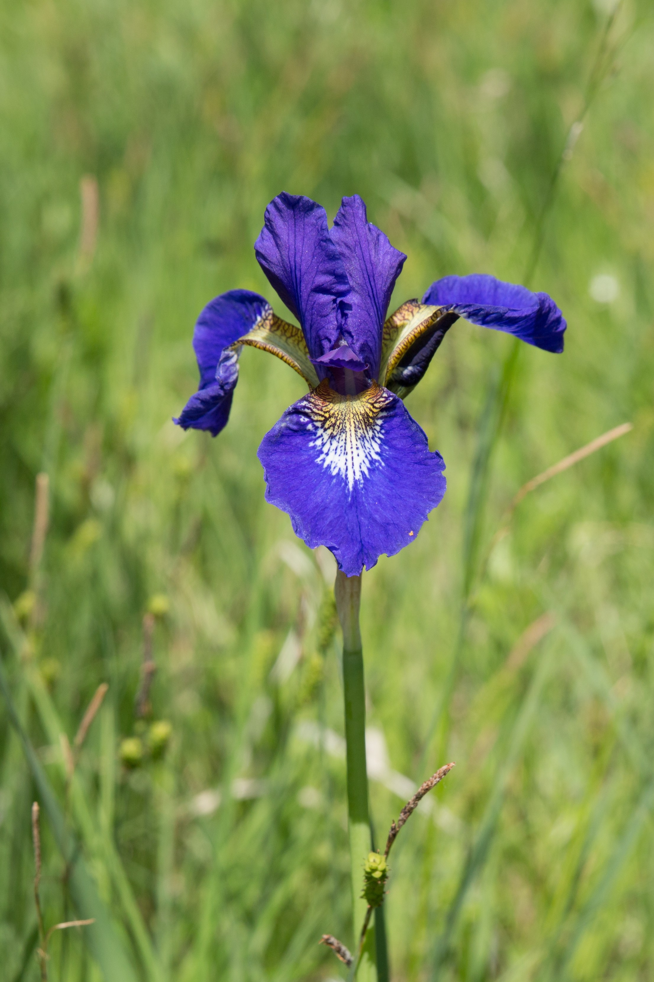 Фото Природы Забайкалья. Студия Максима Белослюдцева