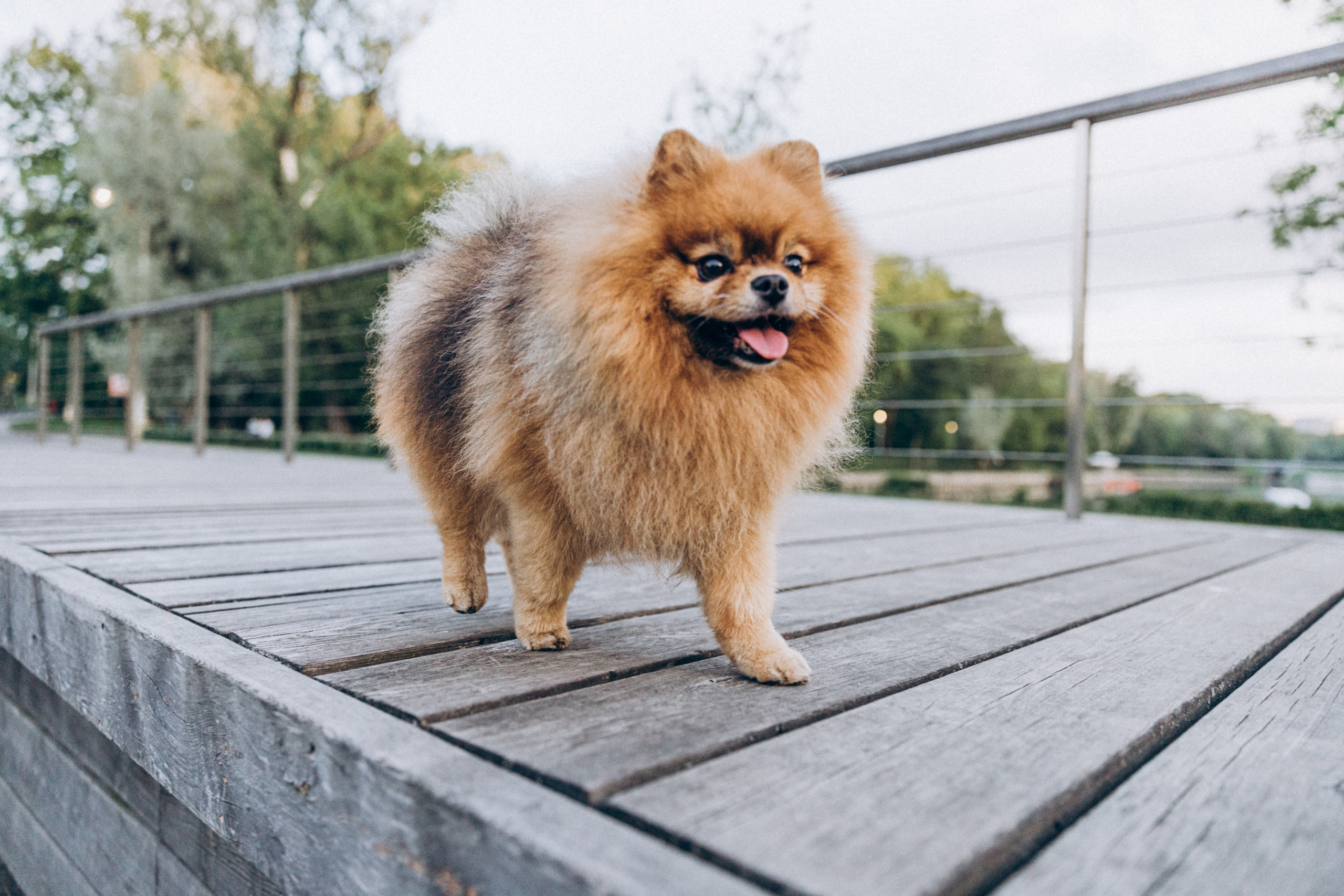 Яна и Халк. Фотограф-анималист в Москве Соломонова Варвара