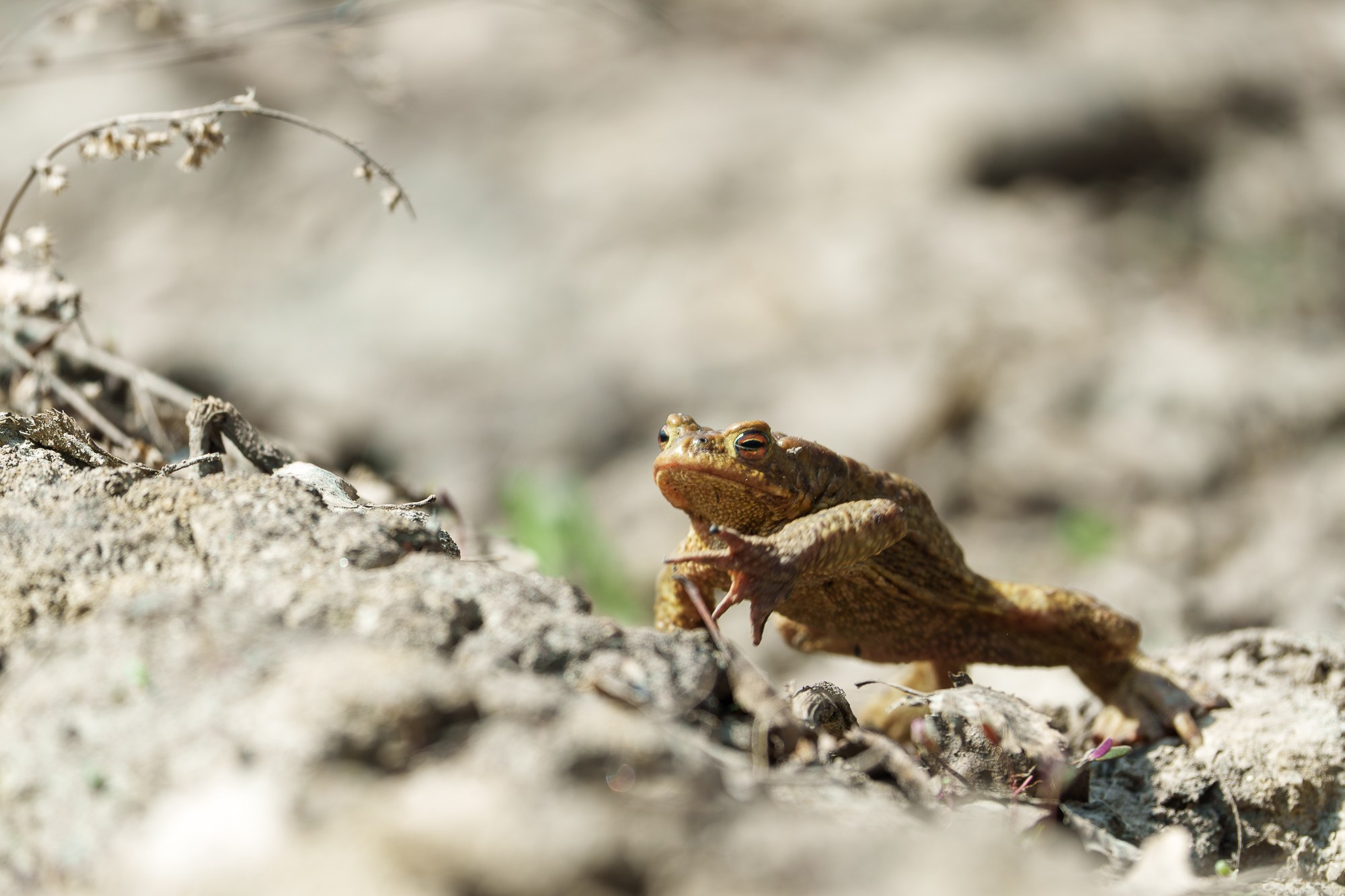 Животные. Ваш личный фотограф Марина Волкова