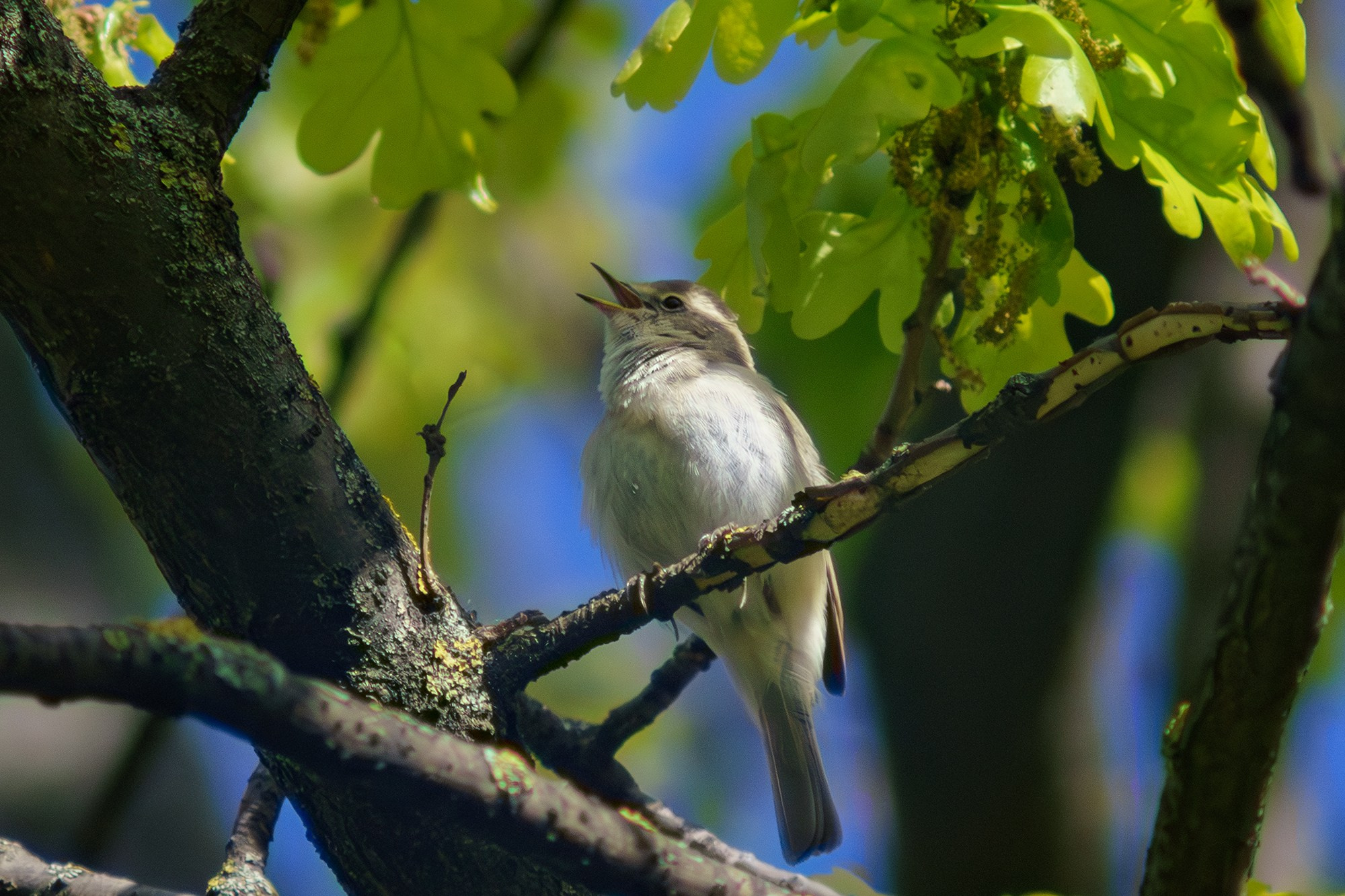 Удивительные мир птиц. Вокруг нас столько прекрасного — присмотритесь!. Ваш личный фотограф Марина Волкова