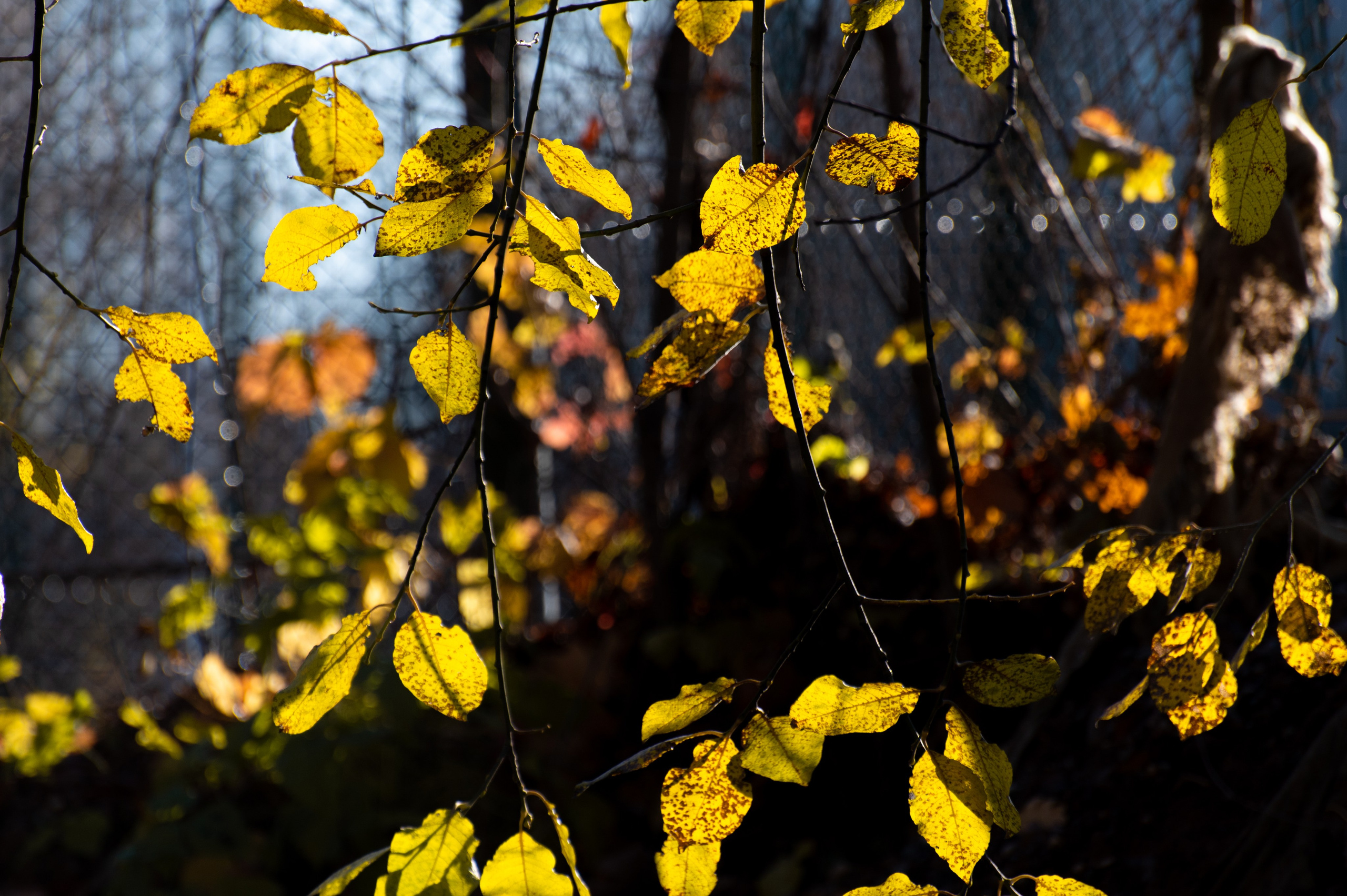 20241102 МГУ. Дмитрий Ремизов. Фотография, как хобби