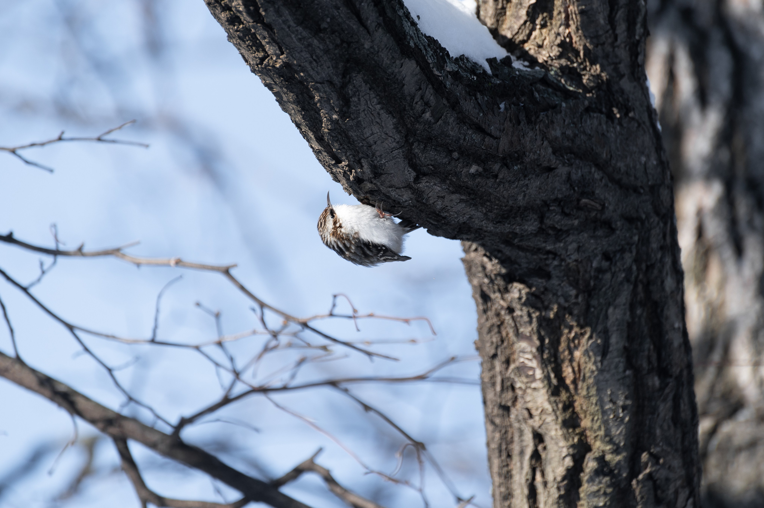 20240120 Воробьёвы горы. Дмитрий Ремизов. Фотография, как хобби