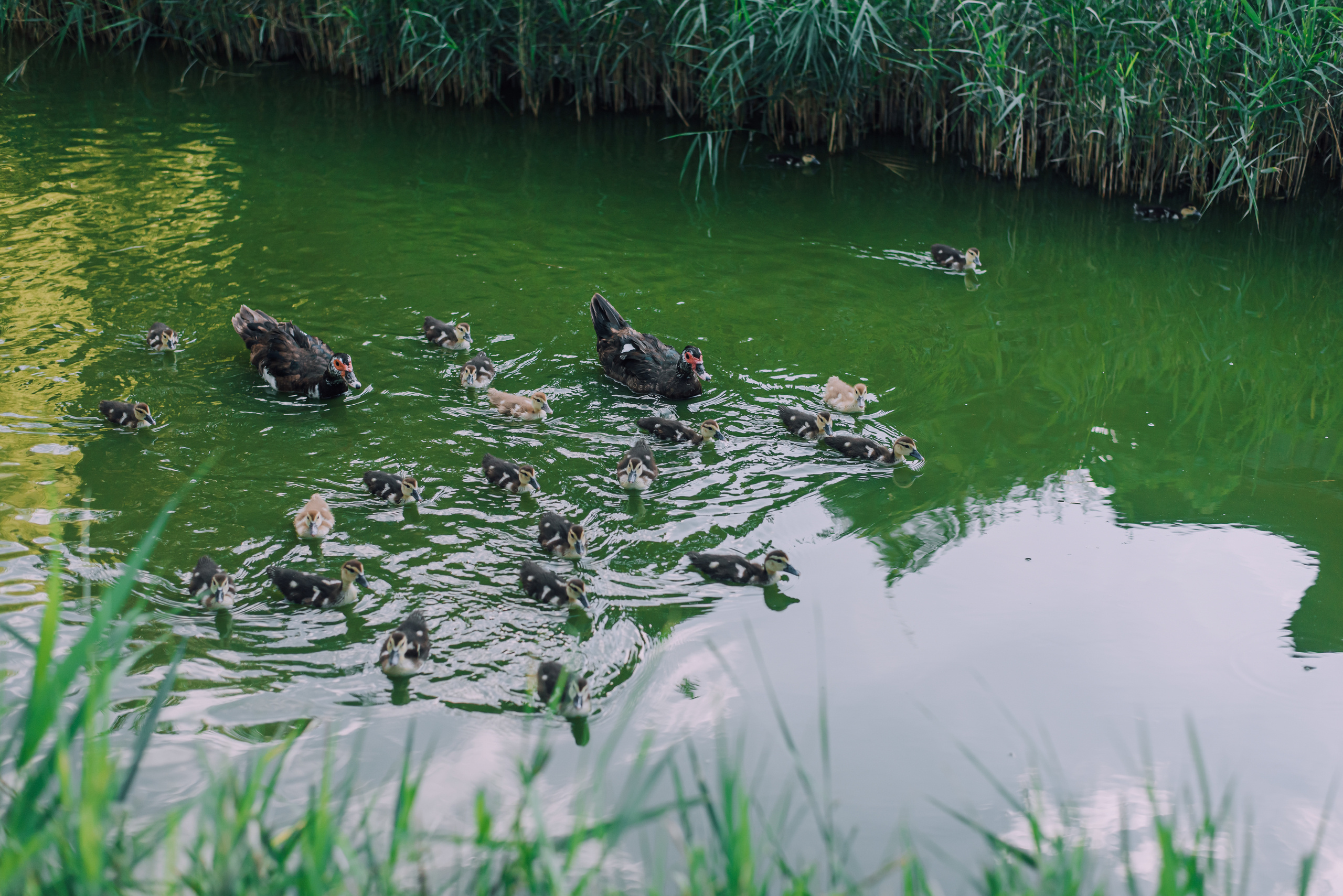 Семейная фотосъемка Андрея, Насти и Полины. Фотограф в Краснодаре Зеленкина Дарья