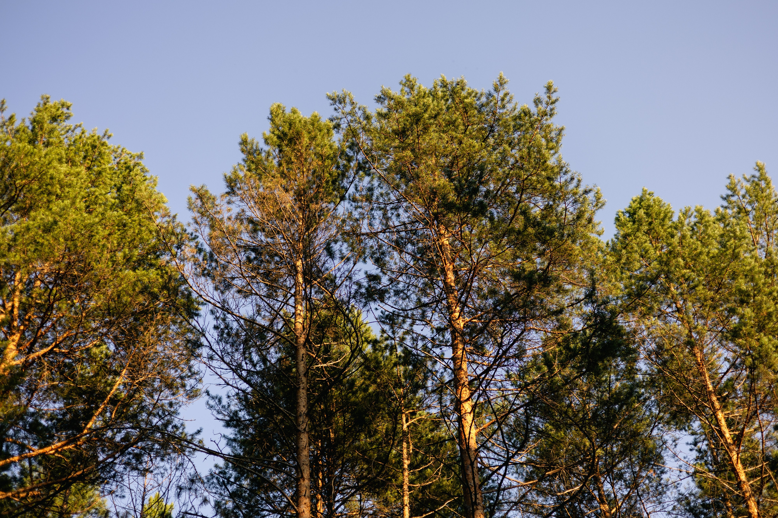 VI ОТКРЫТЫЕ КИНОЛОГИЧЕСКИЕ СОРЕВНОВАНИЯ. ЧЕЛЯБИНСКАЯ ОБЛАСТЬ 2025. Репортажный фотограф Наталья Лапцевич