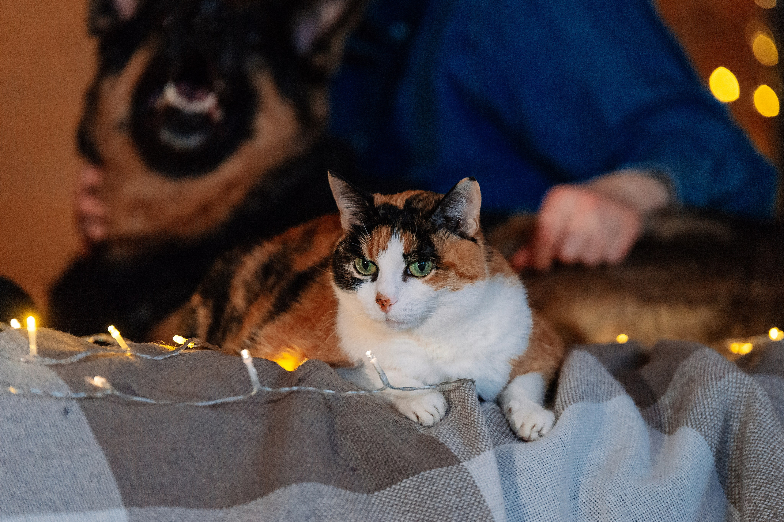 Светлана, Альфа и кошки ✨. Фотограф-анималист Анастасия Парфенова|Екатеринбург