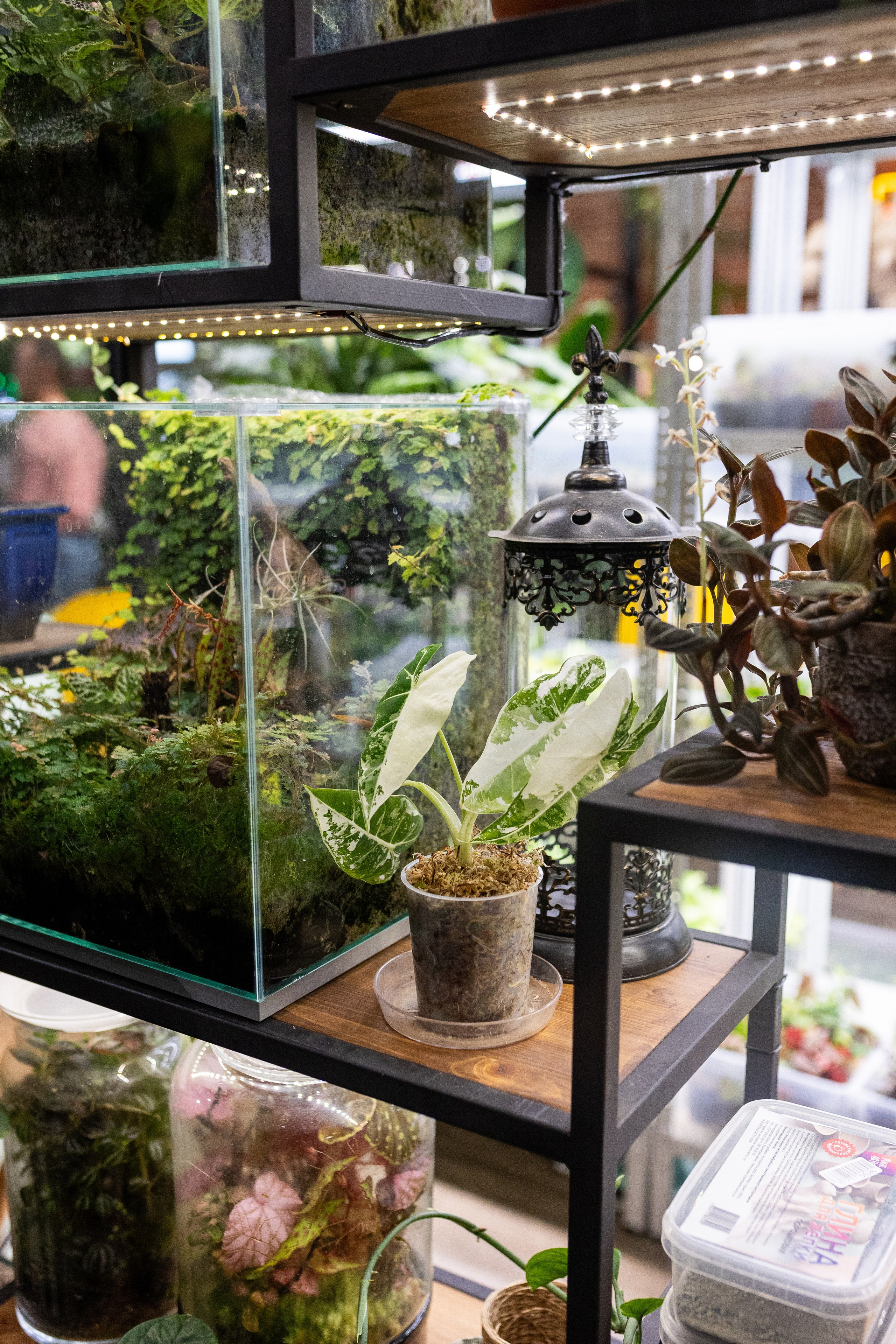 GreenRare ярмарка 2024. Александра Куликова фотограф, Москва