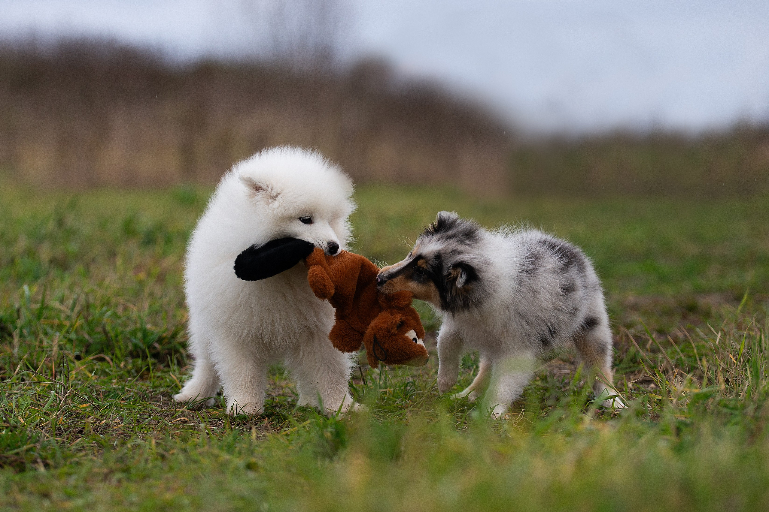Собаки питомника Версаль. Творческий фотограф Вологда