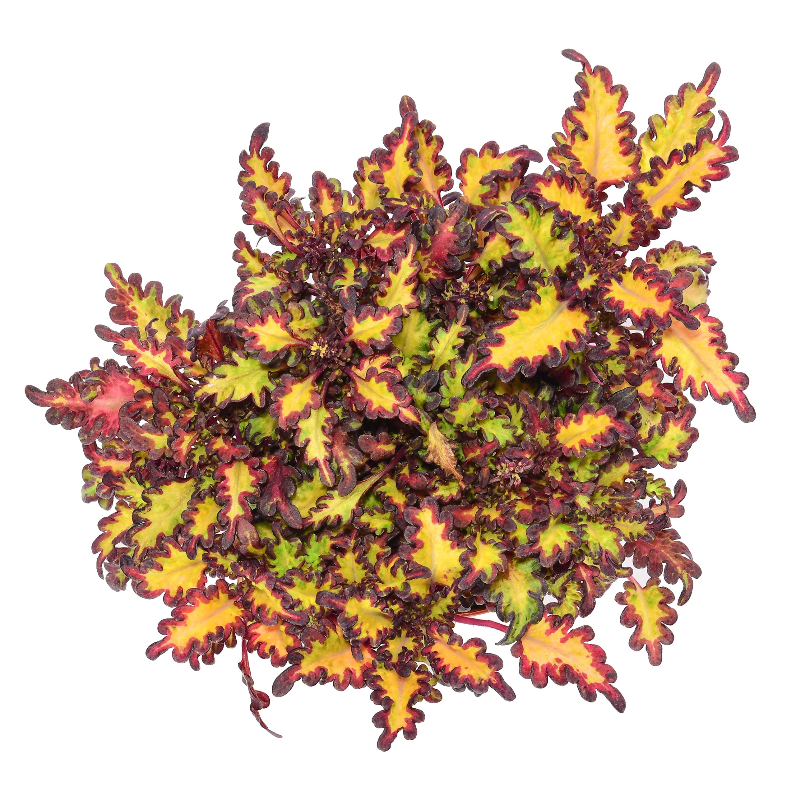 колеус ракурс сверху