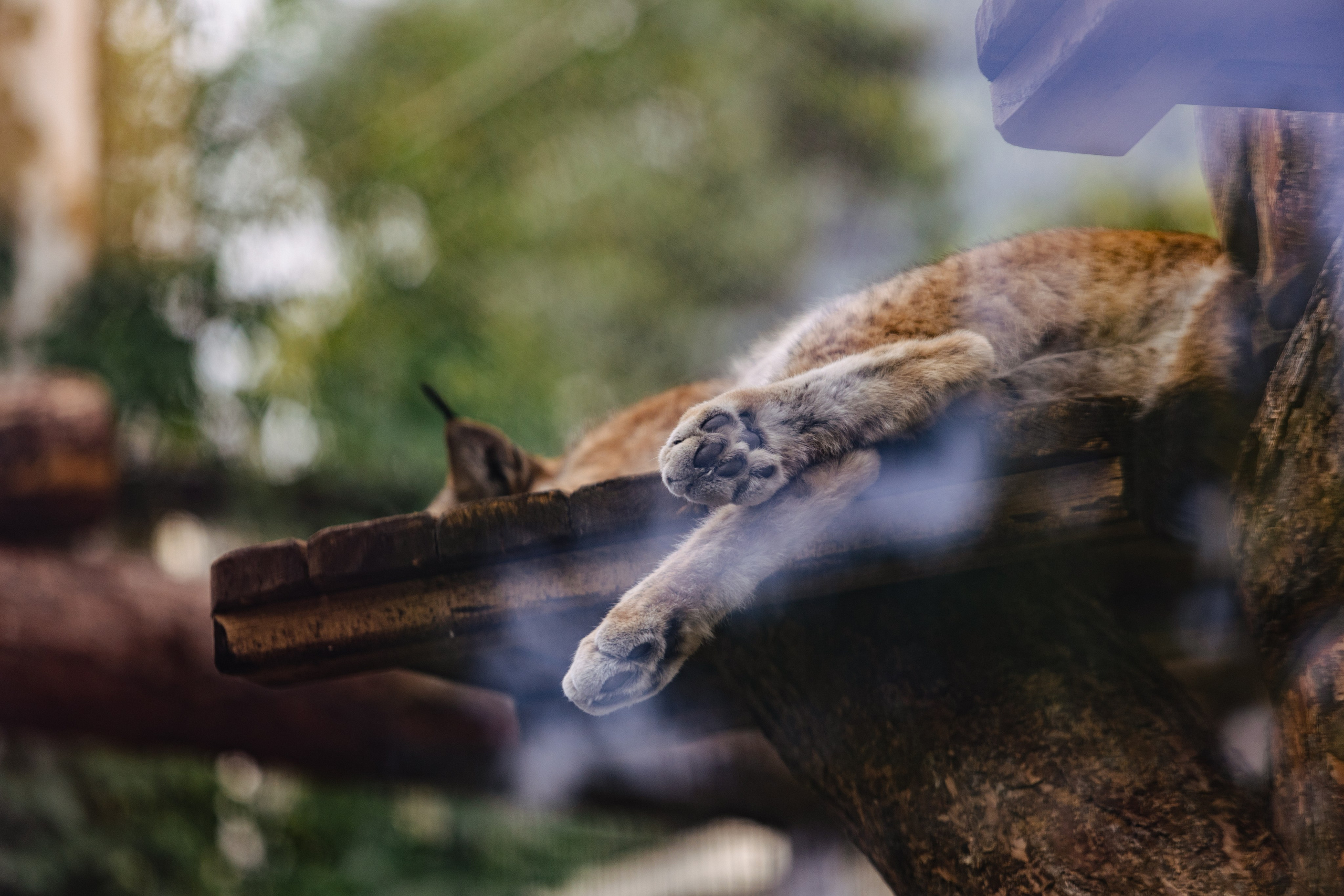 Московский зоопарк. Photographer Sonkina Tatiana (Tanya Ash)