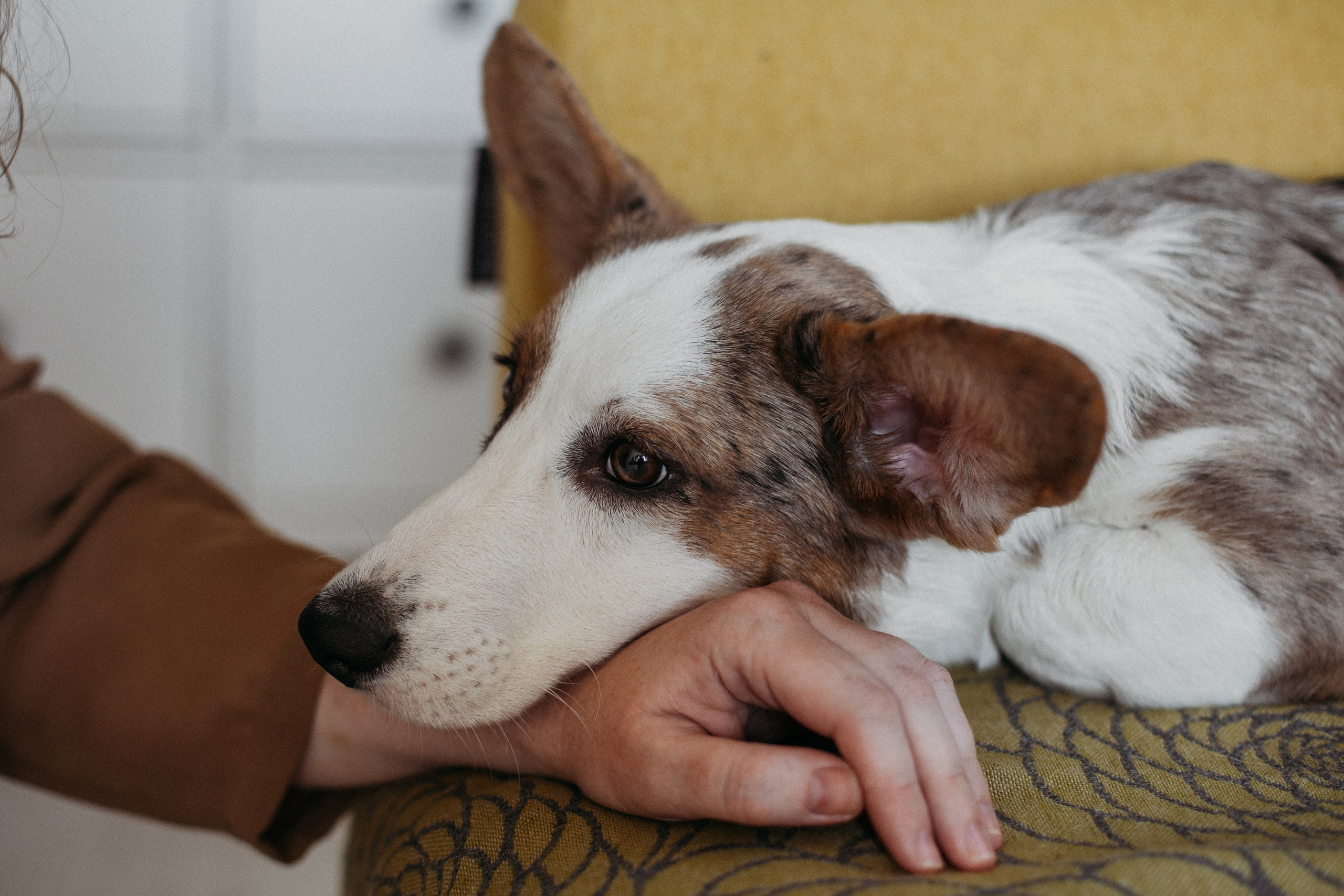 Ксюша, Жан и Марципан. Семейный фотограф в Самаре