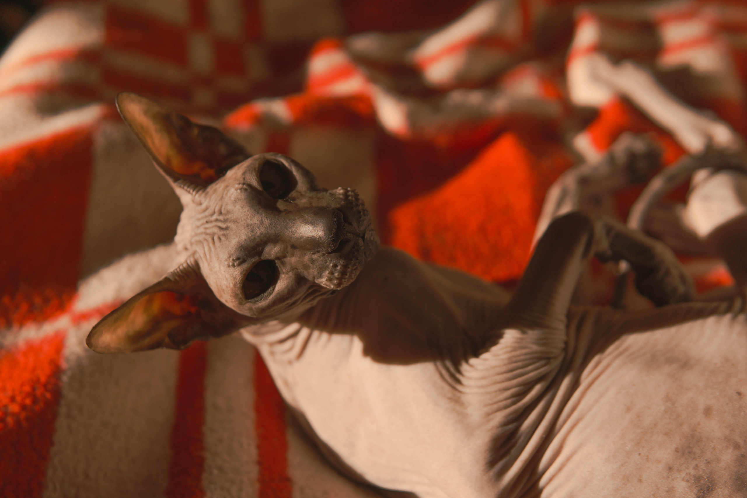 Бандит. Фотограф-анималист Ксения Воробьева, Москва