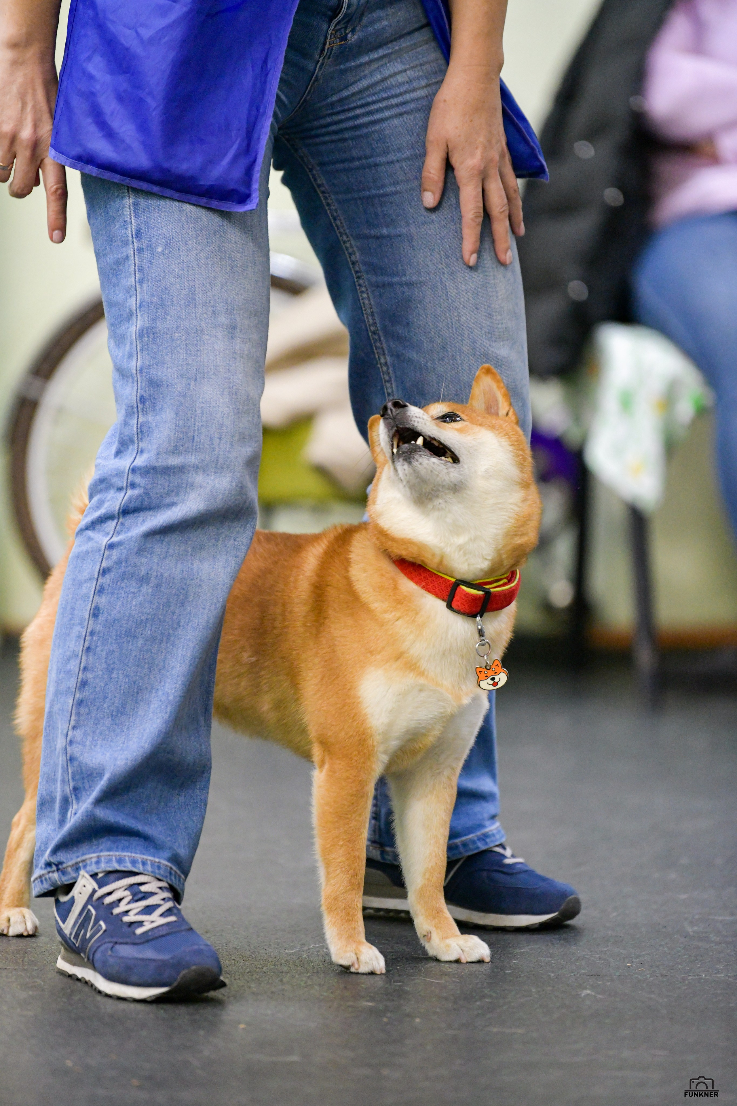 Кинологический клуб «Бодрый хвост». Свой взгляд через объектив