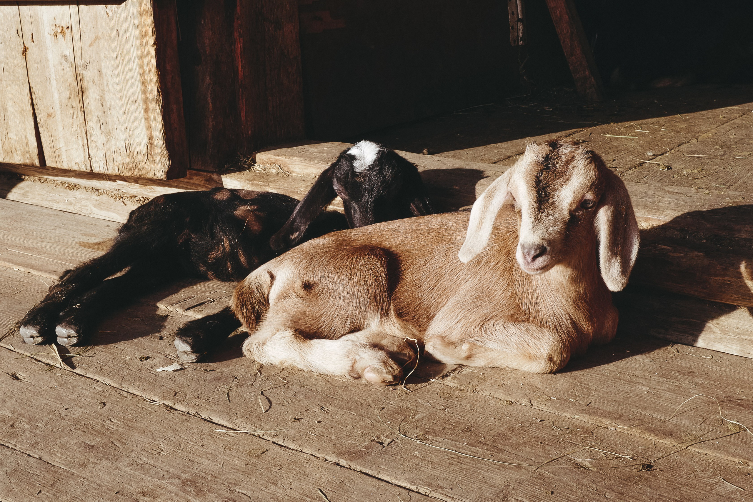 Vitoslavici/Novgorod. <3