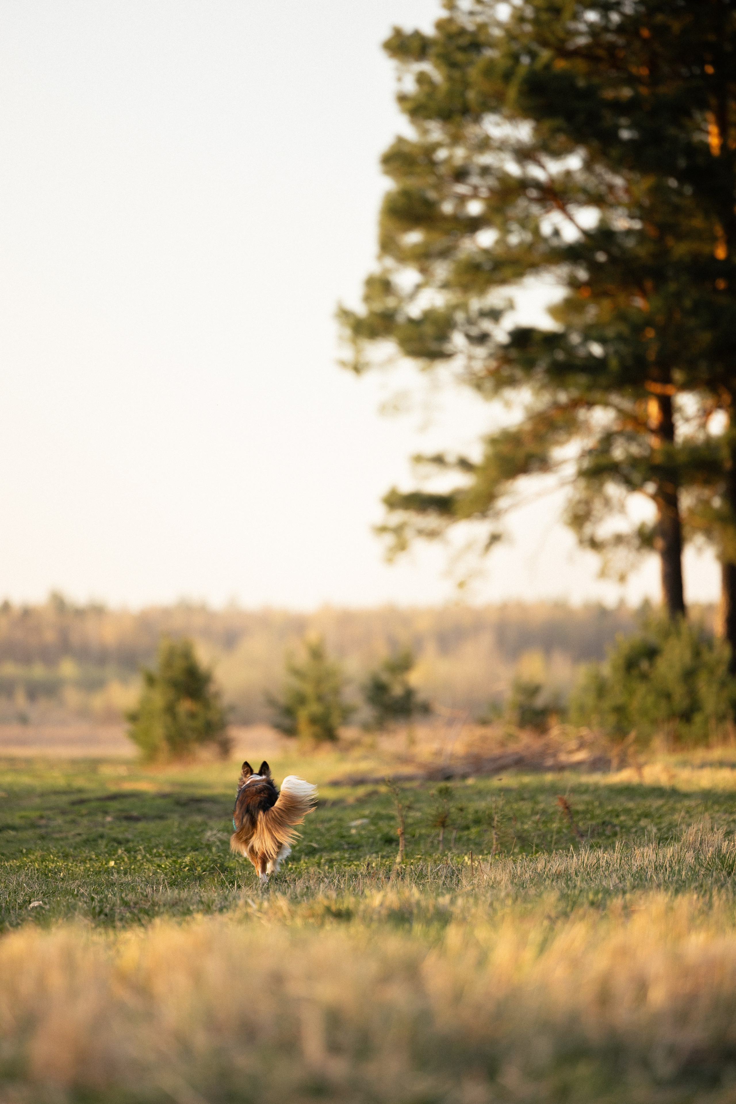 Разношерстная компания. Фотограф и видеограф анималист Аганина Дарья