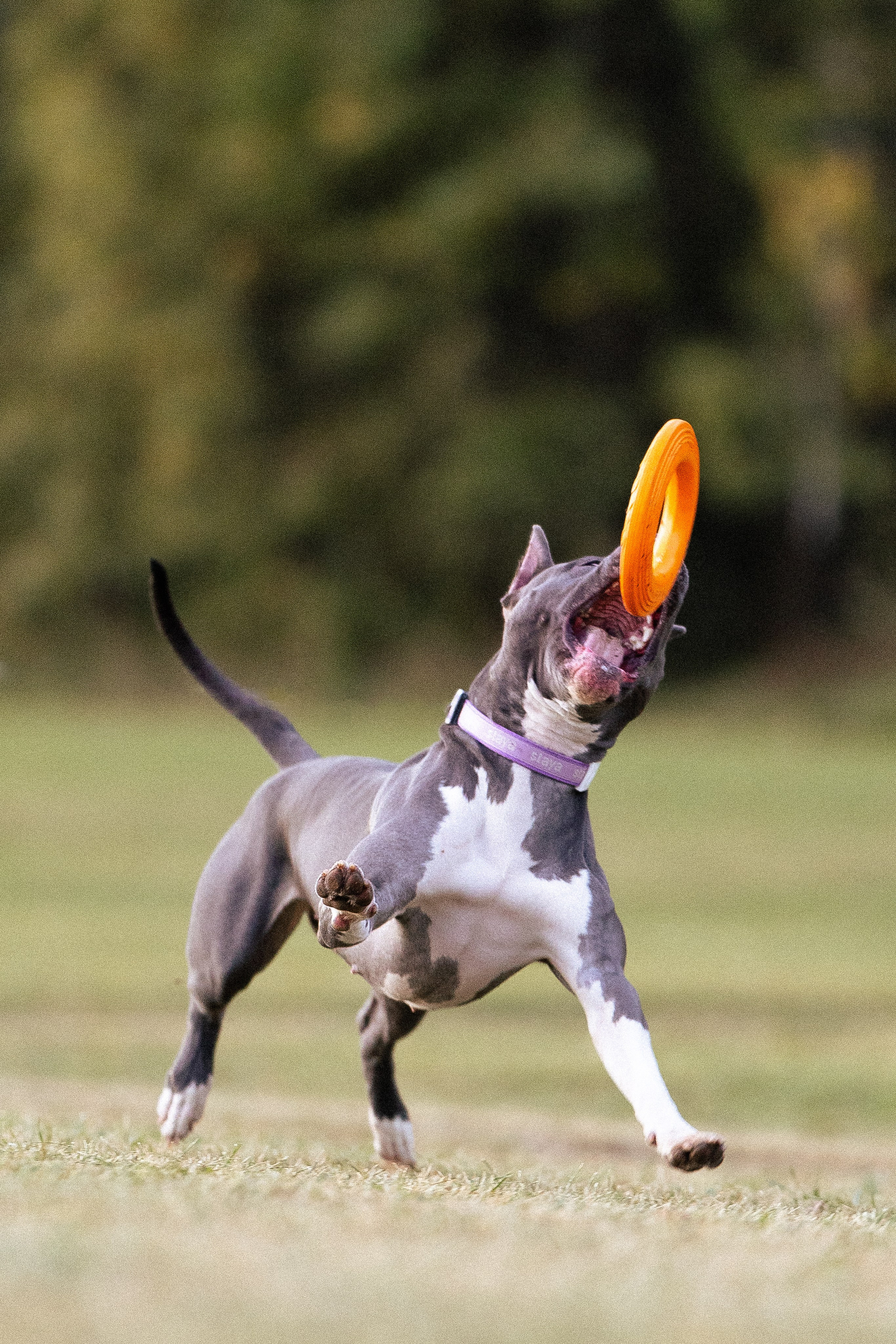 Катя, Леша, Лея и Трой. Фотограф и видеограф анималист Аганина Дарья