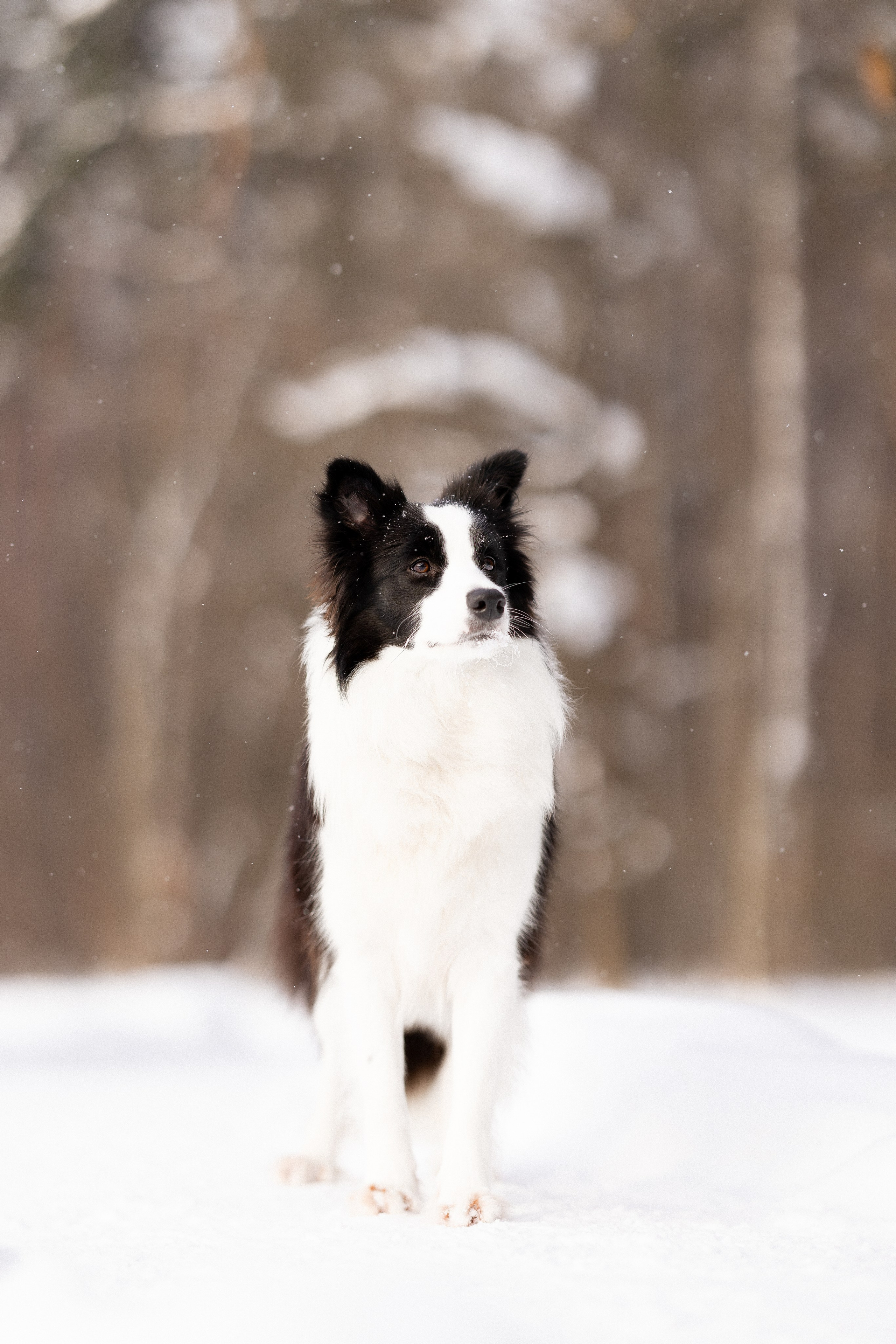 Лилия, Алексей и Ариана. Фотограф и видеограф анималист Аганина Дарья