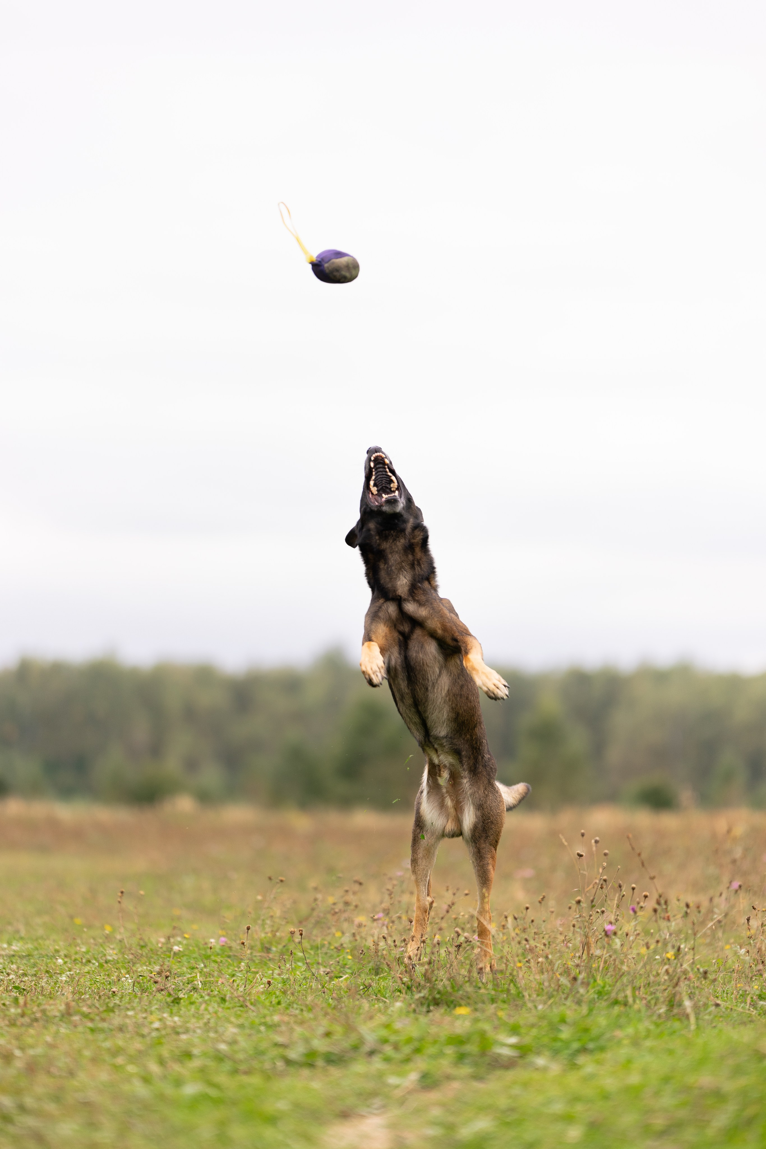 Макс. Фотограф и видеограф анималист Аганина Дарья