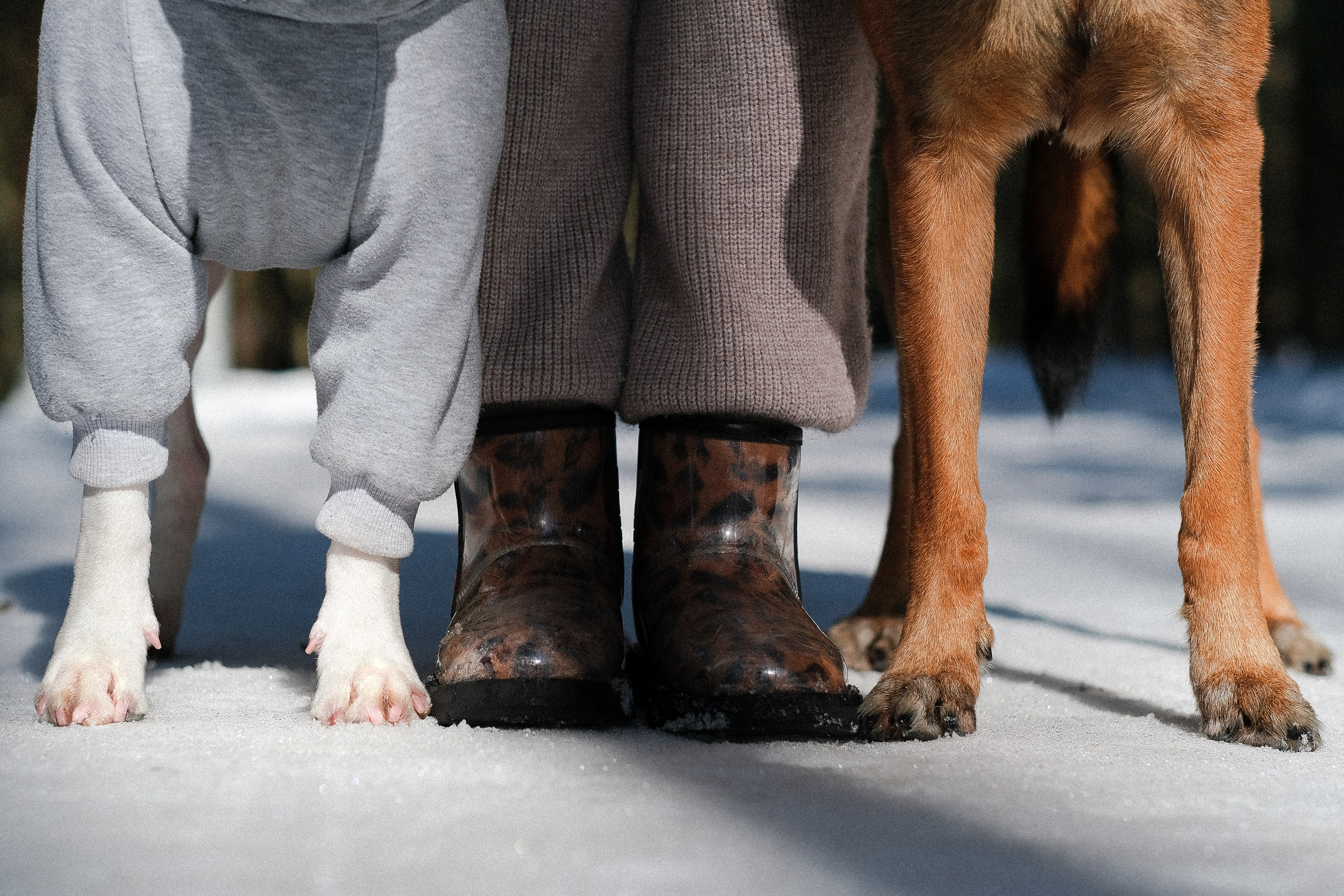 Женя, Афра и Молли. Фотограф и видеограф анималист Аганина Дарья
