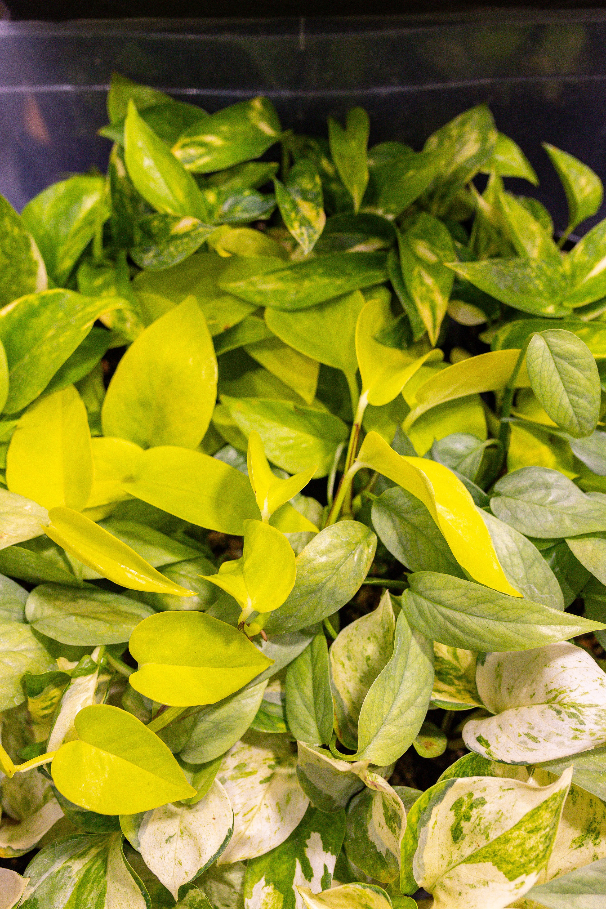 Монстериум 11–12 октября. Александра Куликова фотограф, Москва