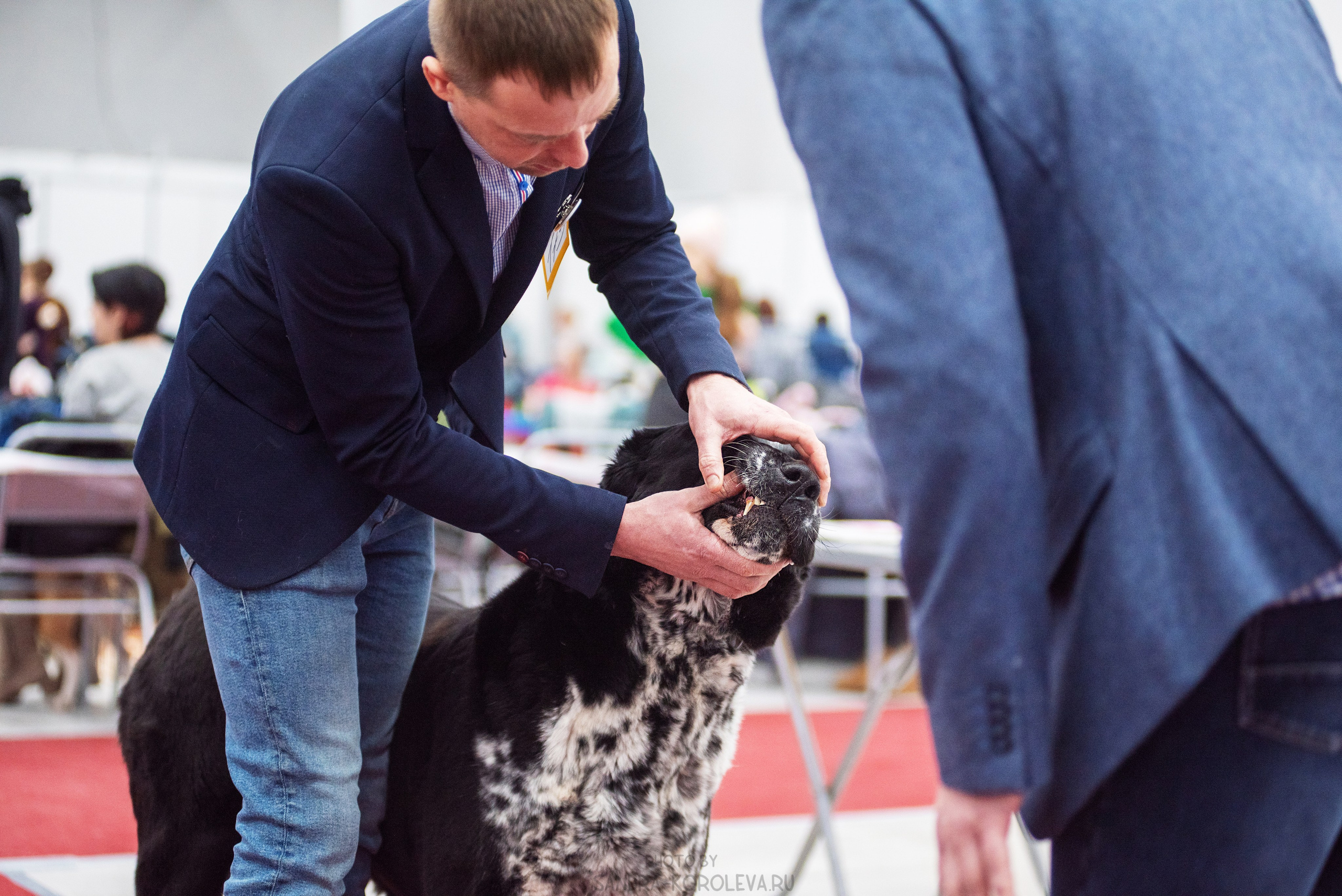 Выставка собак тюмень 14.01.2023. Дог-фотограф в Тюмени Александра Королева