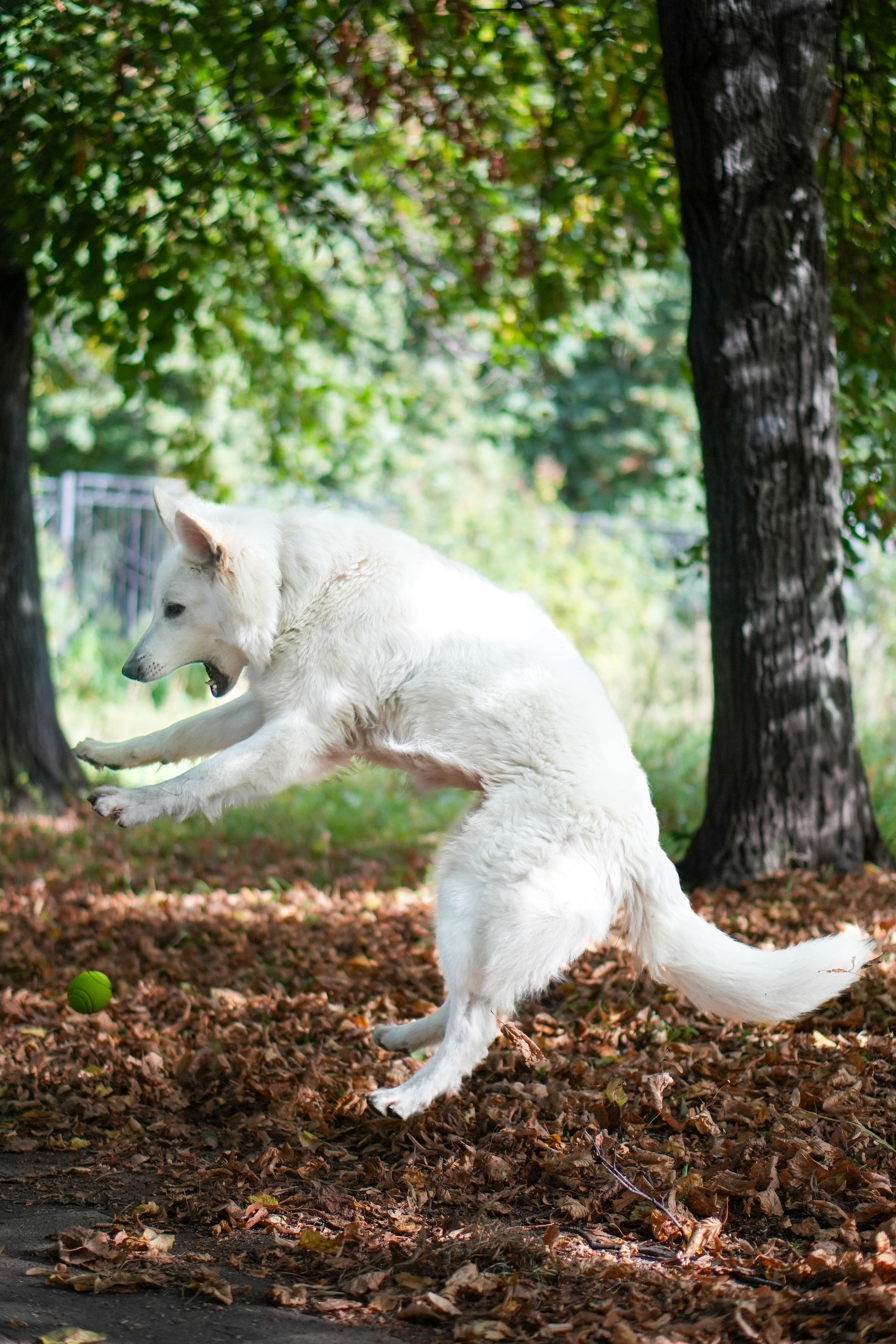 БШО Прити. Фотограф-анималист Асадова