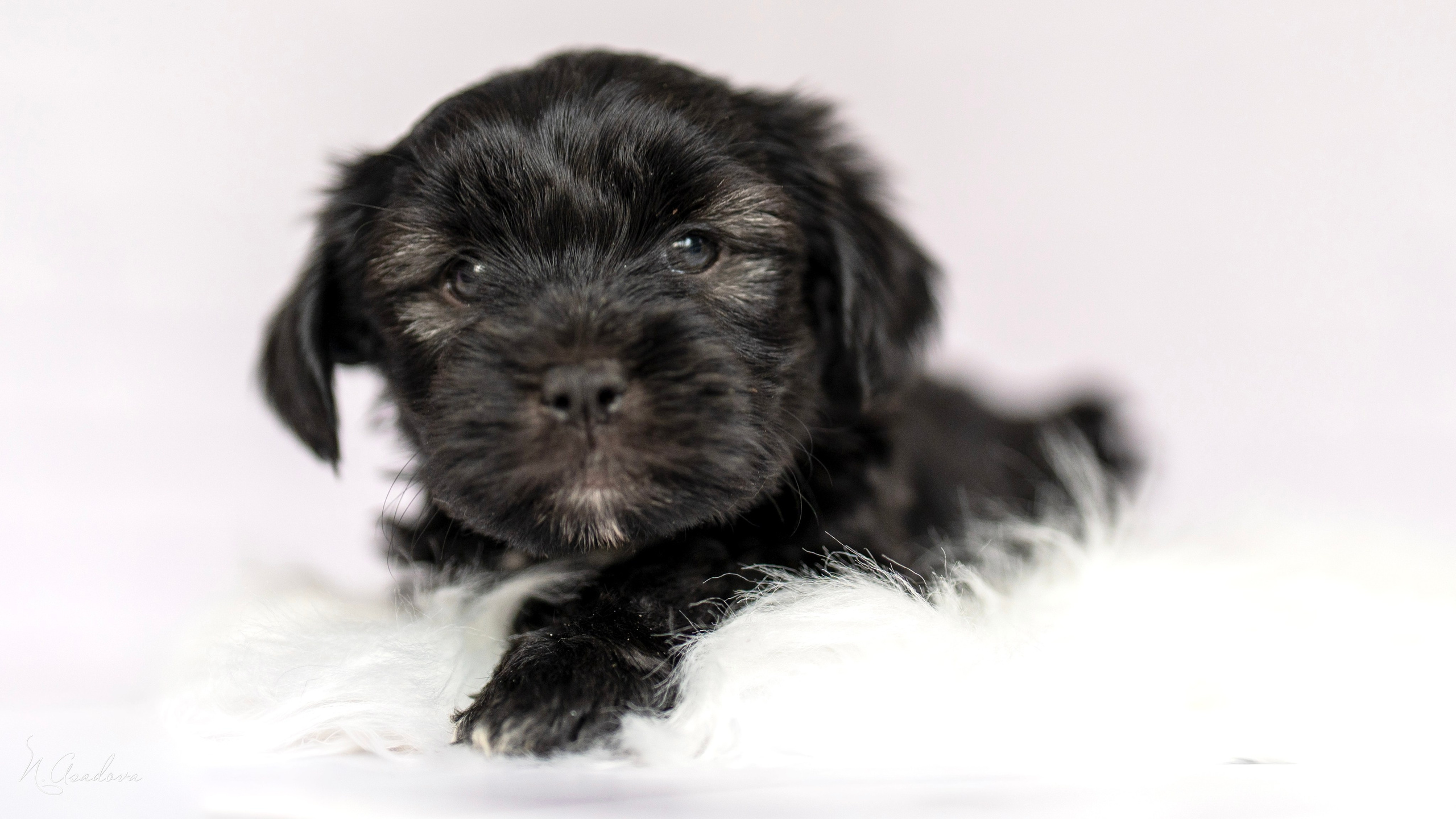 Тибетские терьеры 1мес. Фотограф-анималист Асадова