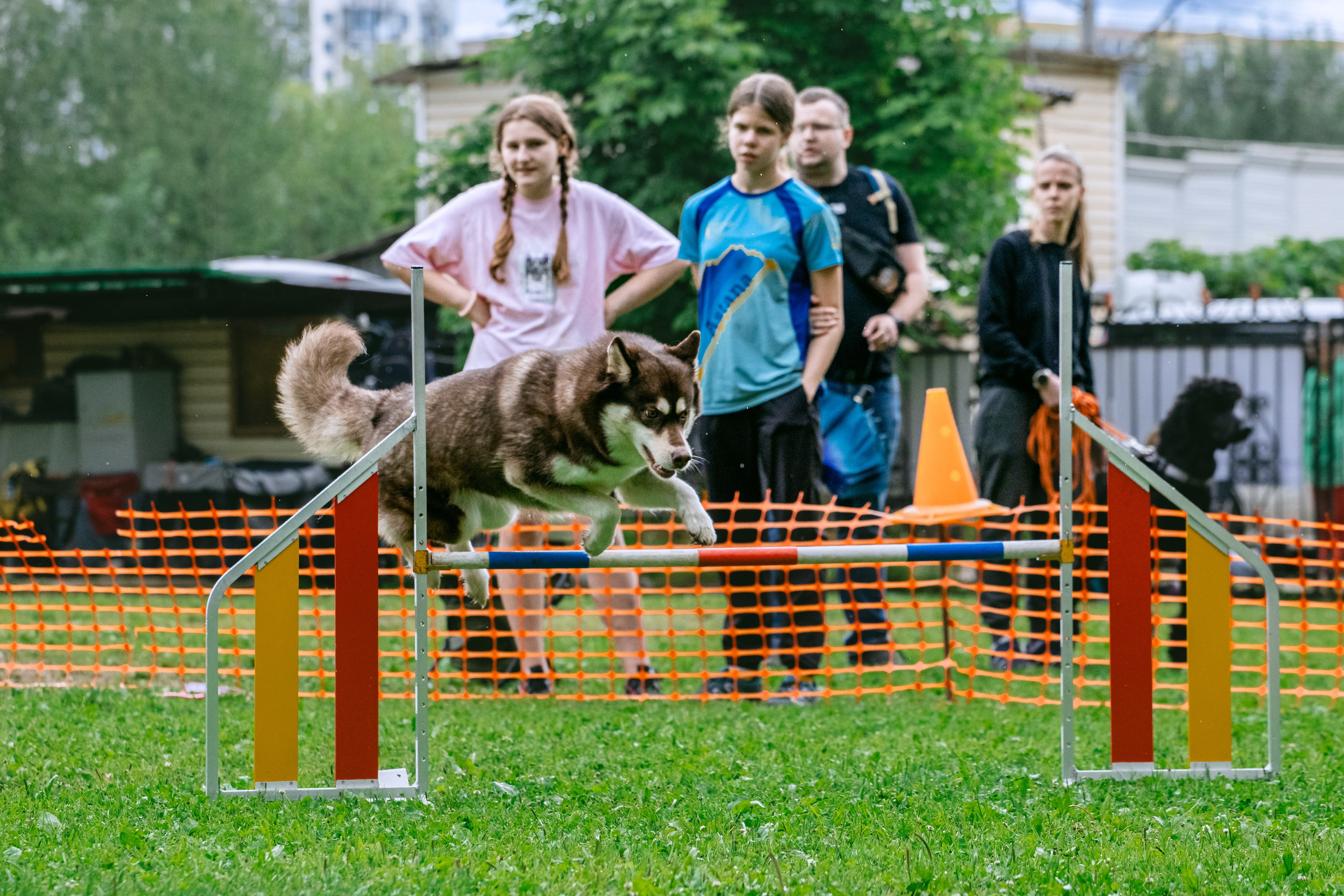 Соревнования по аджилити Долгопрудный 30.06.2025. Фотограф-анималист Татьяна Степанова