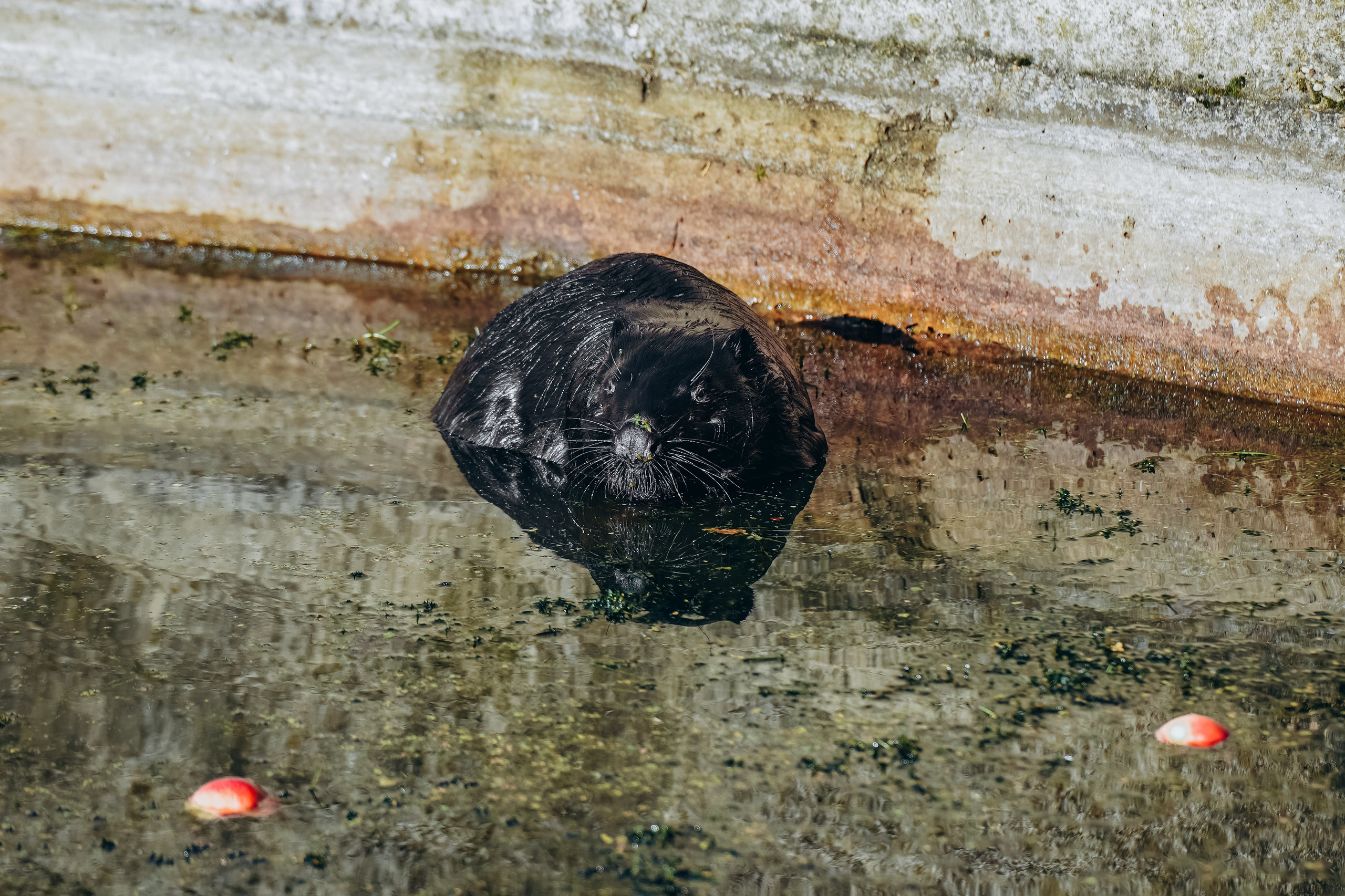 СЕВЕР. Event фотограф Степанова Александра